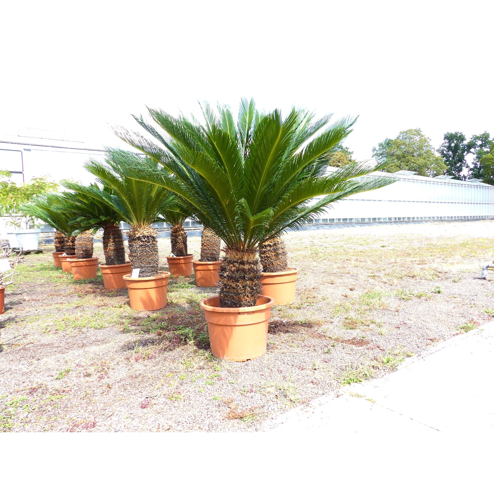 Cycas revoluta 130–150 cm – Japanische Sagopalme Palmfarn mit dickem, kräftigem Stamm bis zu 90 cm Umfang