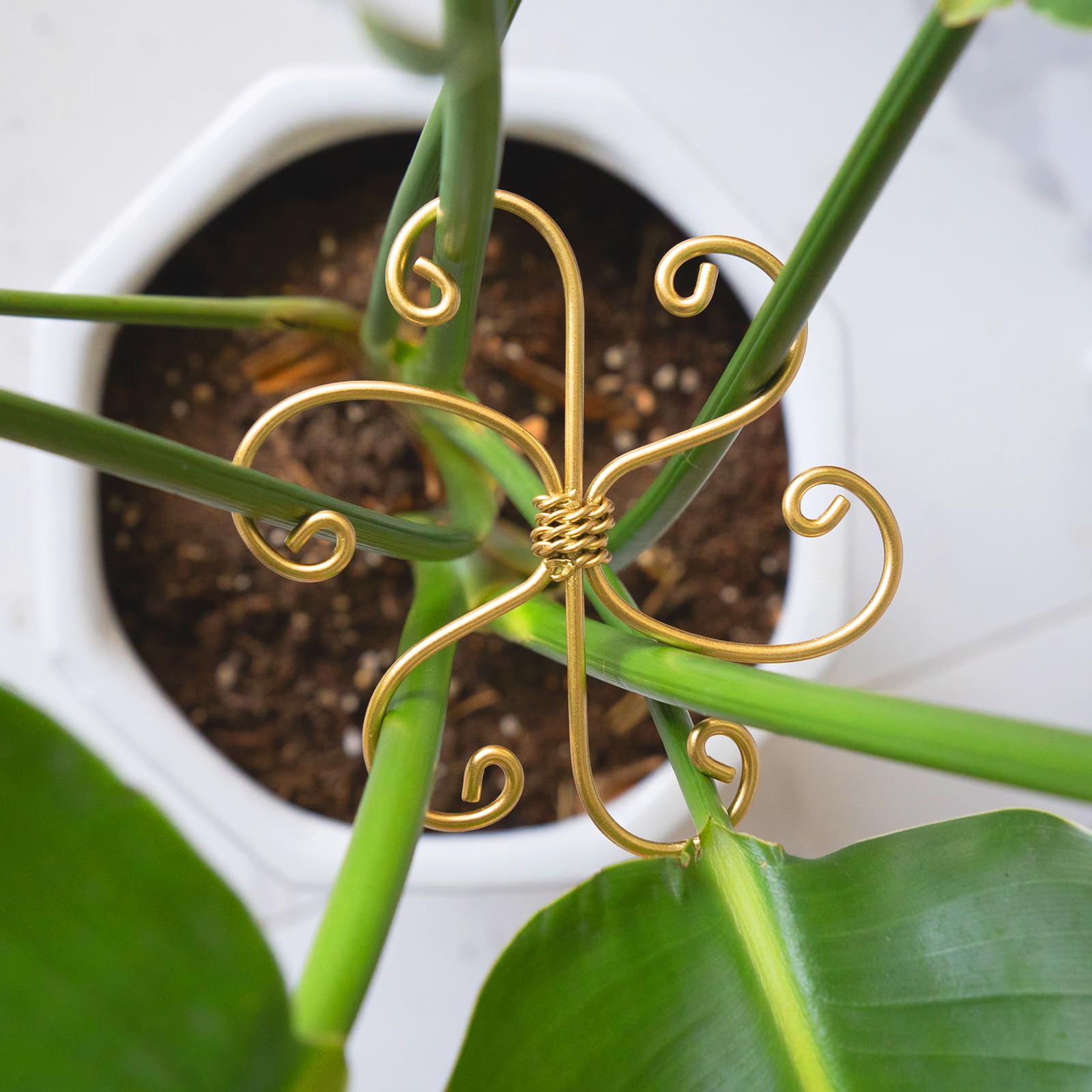 Set Mit 5 Pflanzenstängelstützen – Stabile Eisenhaken (5 Stück) Für Monstera Deliciosa Und Kletterpflanzen (gold)