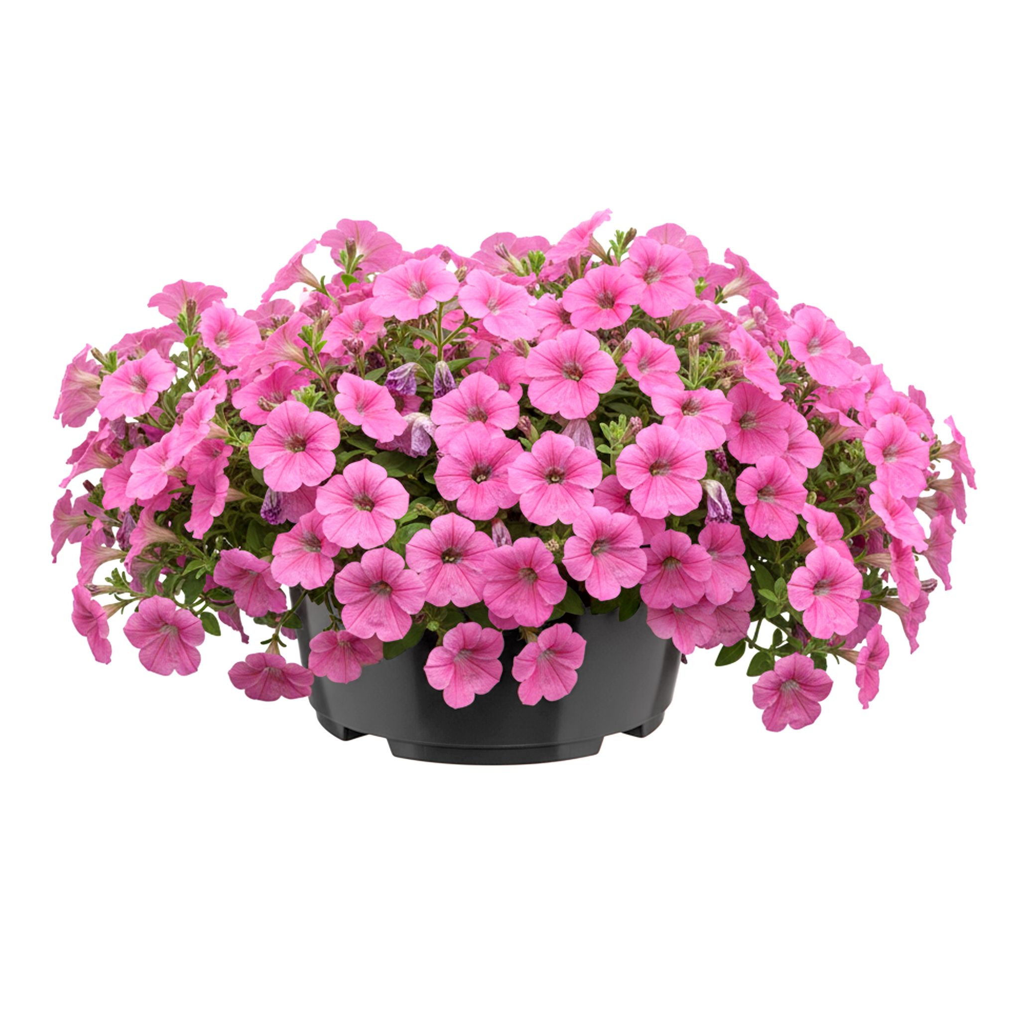 Garronda Blumentopf Rund Pflanzschale Ø21 X 10,5 Cm (3 L) Kunststoff Mit Drainage Pflanzgefäß Für Wurzelpflanzen Zwiebelpflanzen Garten Anzucht Innen Außenbereich Terrakotta Gd-0207