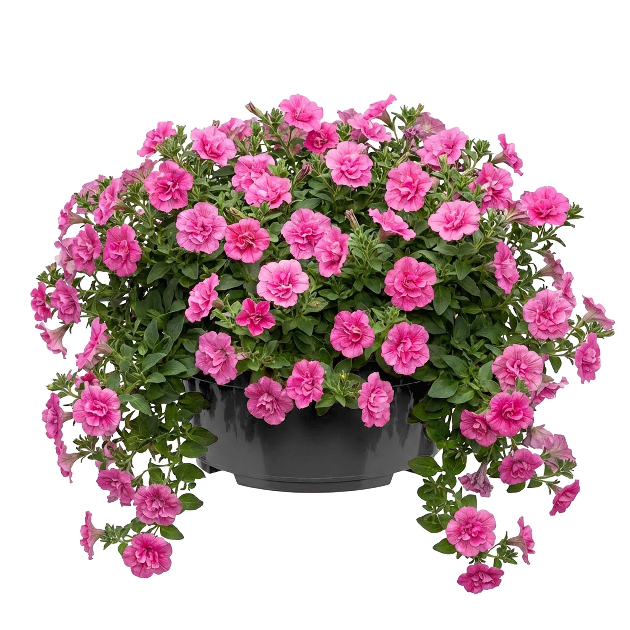 Garronda Blumentopf Rund Pflanzschale Ø25 X 11,5 Cm (4,7 L) Kunststoff Mit Drainage Pflanzgefäß Für Wurzelpflanzen Zwiebelpflanzen Garten Anzucht Innen Außenbereich Anthrazit Gd-0207