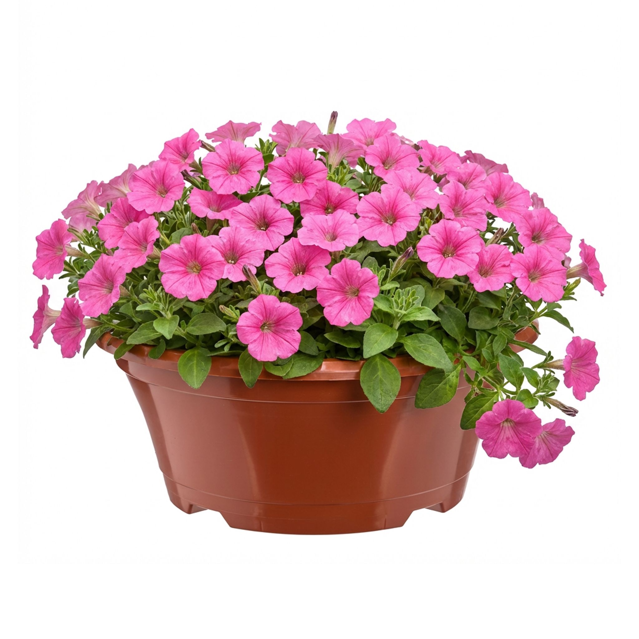 Garronda Blumentopf Rund Pflanzschale Ø 22,5 X 9 Cm (2 L) Kunststoff Mit Drainage Pflanzgefäß Für Wurzelpflanzen Zwiebelpflanzen Garten Anzucht Innen Außenbereich Terrakotta Gd-0207