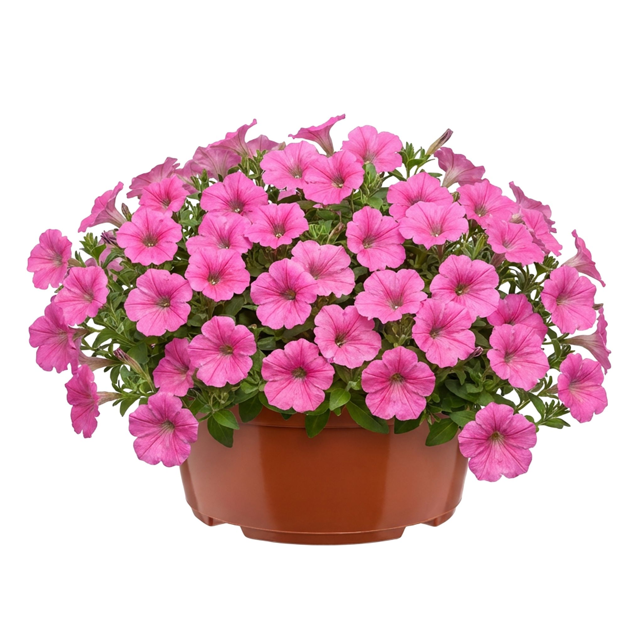 Garronda Blumentopf Rund Pflanzschale Ø 19 X 9,5 Cm (2,2 L) Kunststoff Mit Drainage Pflanzgefäß Für Wurzelpflanzen Zwiebelpflanzen Garten Anzucht Innen Außenbereich Terrakotta Gd-0207