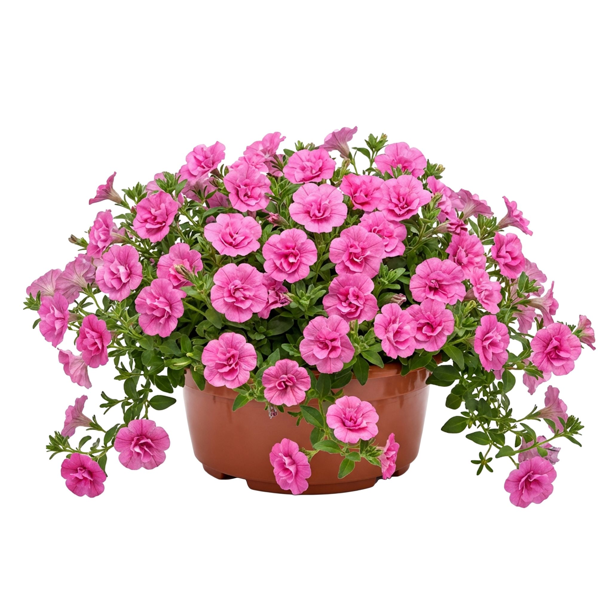 Garronda Blumentopf Rund Pflanzschale Ø23 X 11 Cm (3,5 L) Kunststoff Mit Drainage Pflanzgefäß Für Wurzelpflanzen Zwiebelpflanzen Garten Anzucht Innen Außenbereich Terrakotta Gd-0207