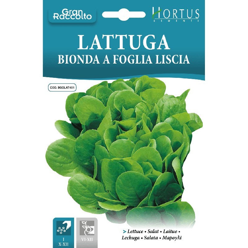 Lattuga Bionda Gran Raccolto, Glatte Blätter, Schnell Wachsend