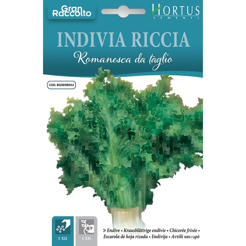 Indivia Riccia Romanesca - Frische, Knackige Blätter Für Salate