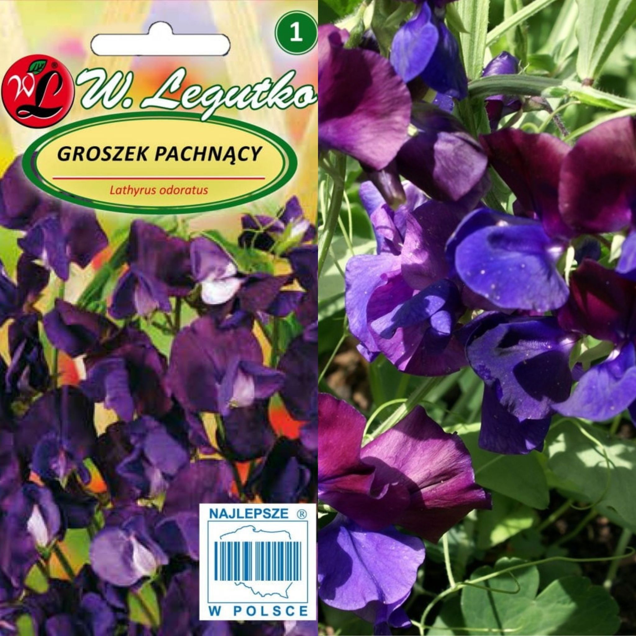 Kirschviolette Duftwickensamen, 3 G