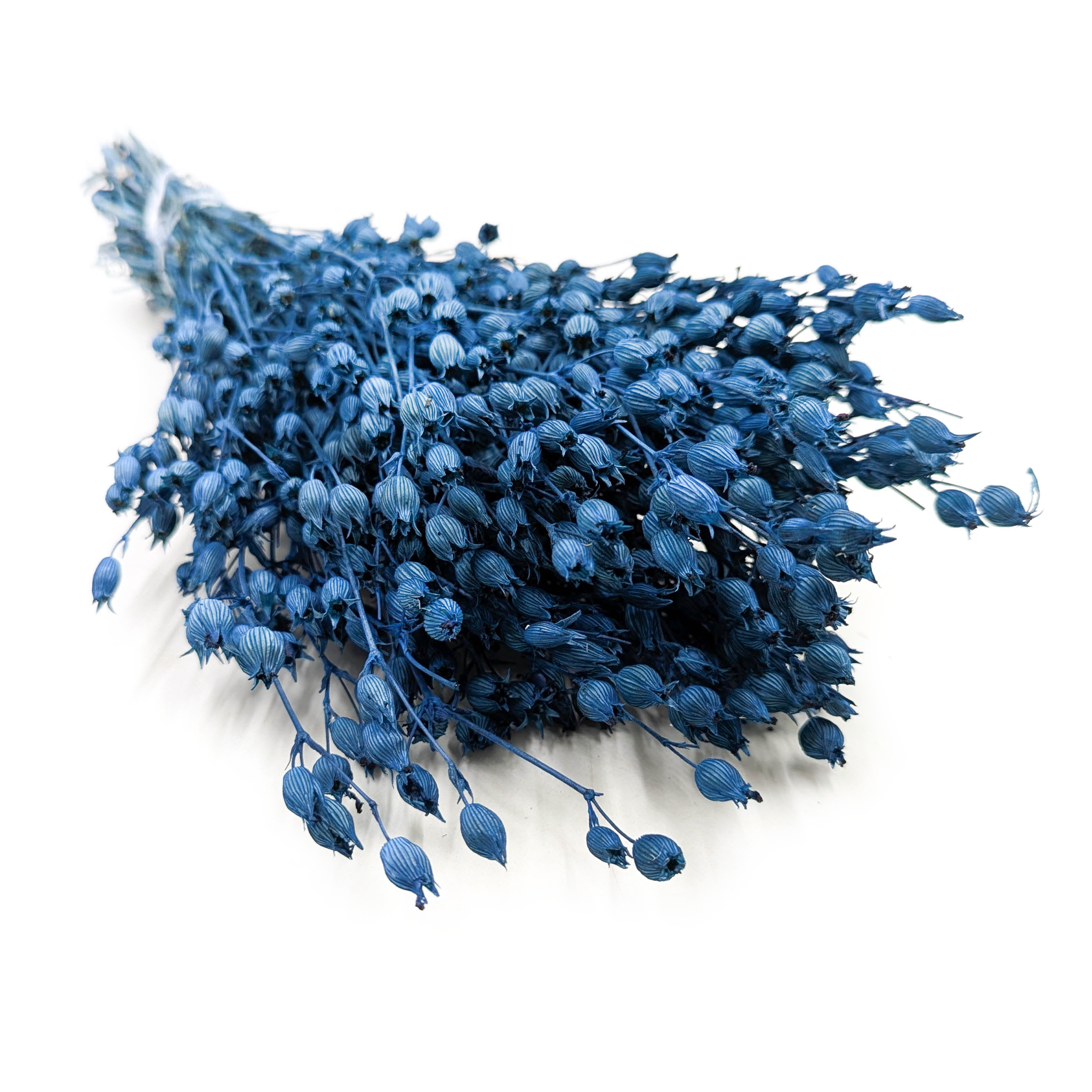 Silene - Blau