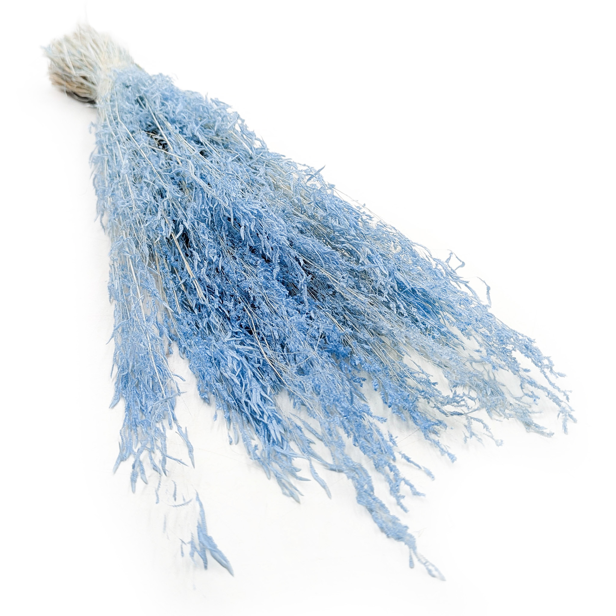 Getrocknete Zitterpflanze (briza Segromigno) – Blau
