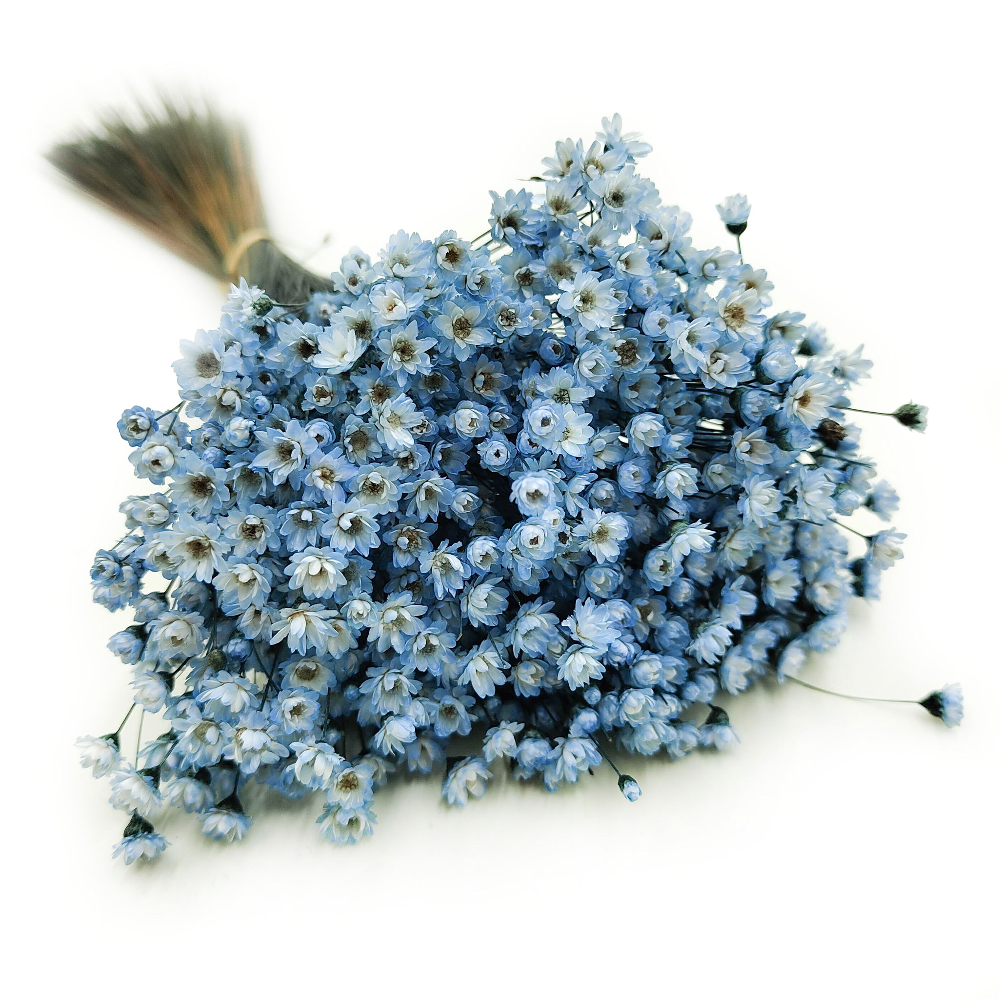 Getrocknete Glixia (glycine Comanthera) – Blau