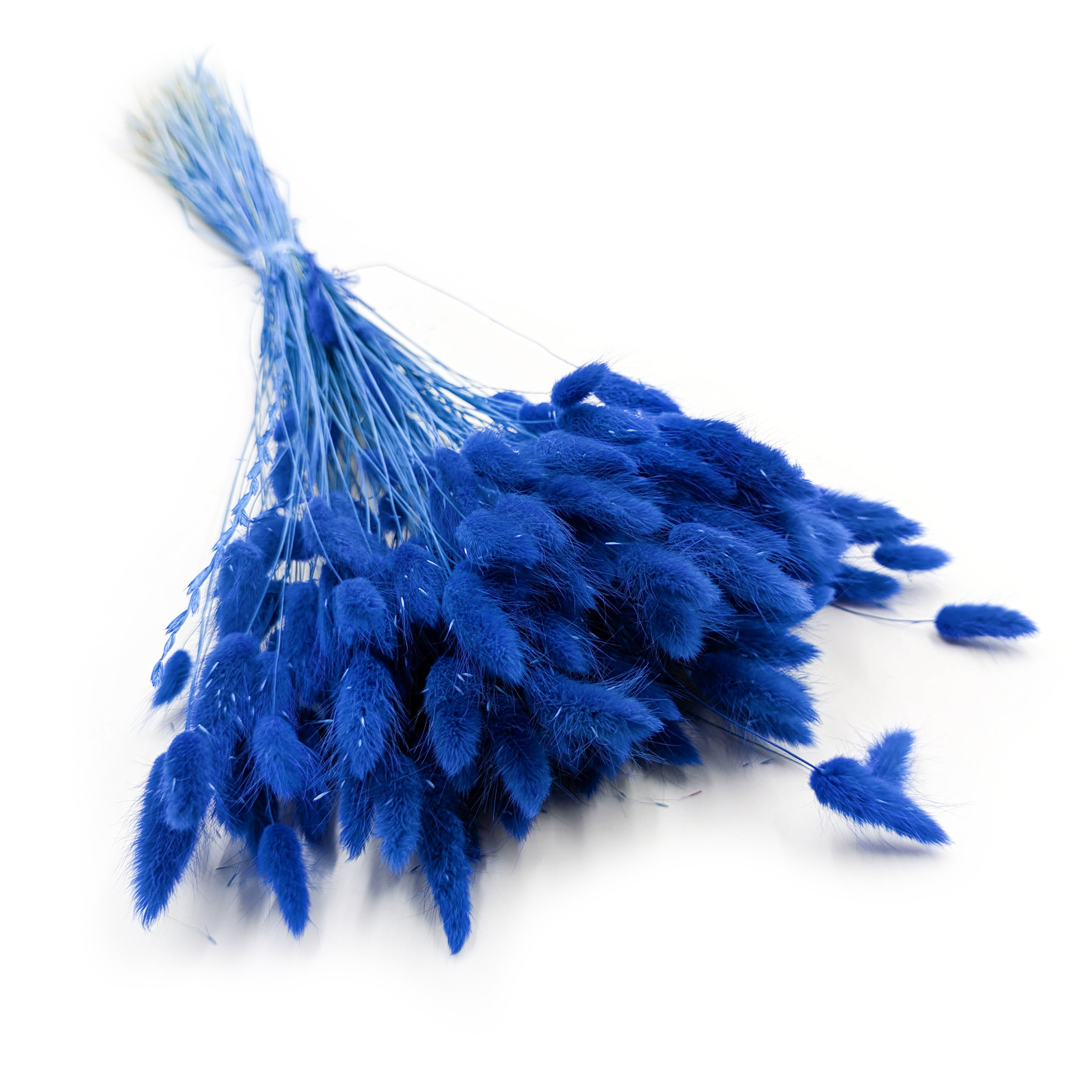 Getrockneter Lagurus - Lagurus Ovata - Marineblau