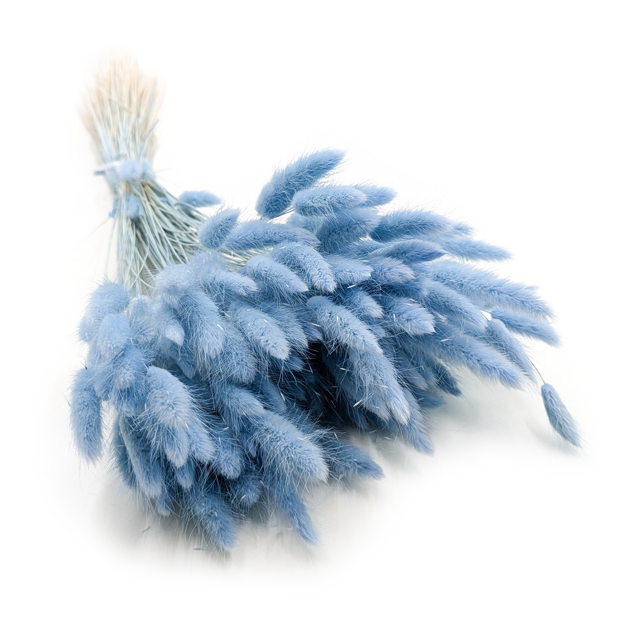 Getrockneter Lagurus - Lagurus Ovata - Blau