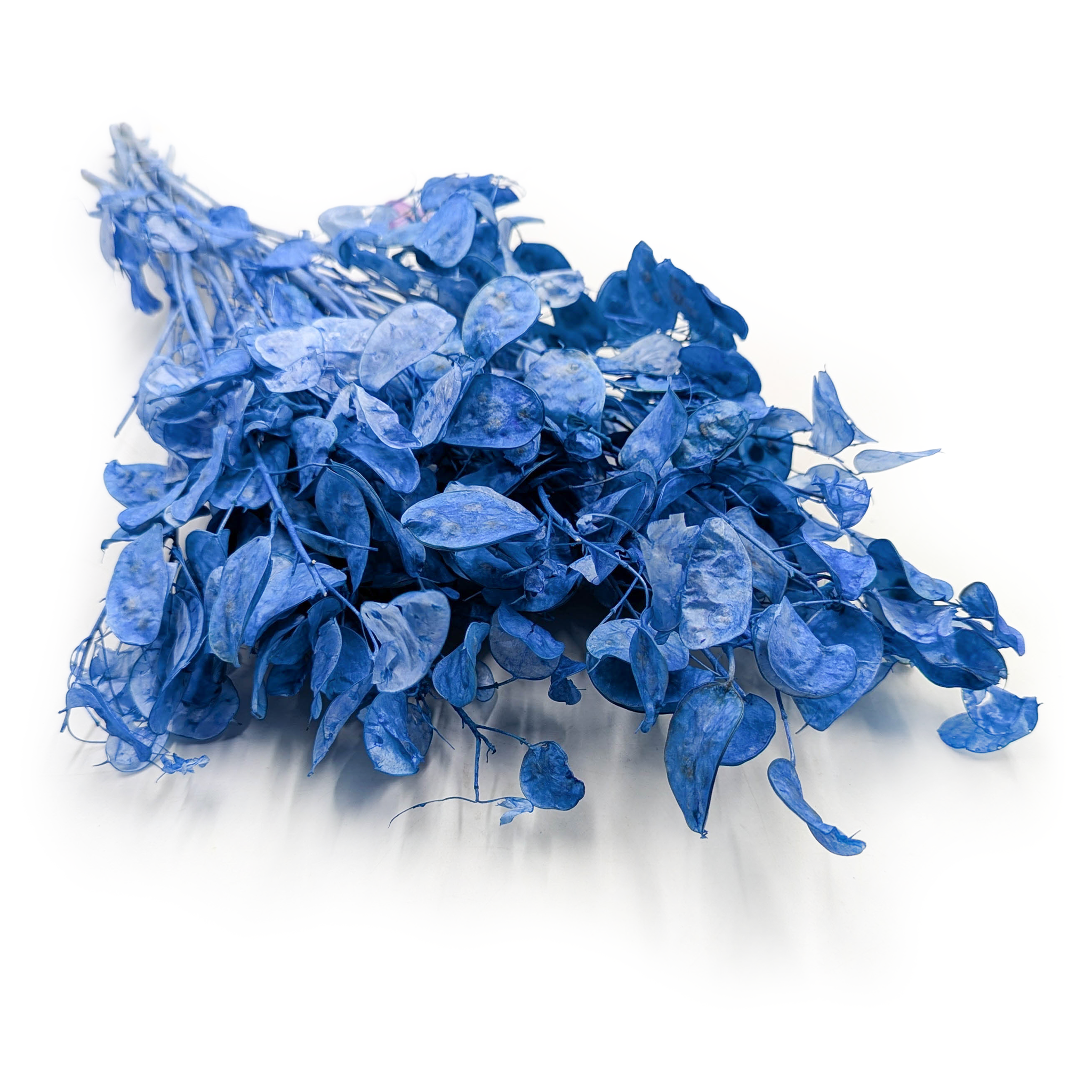 Mondblume (getrocknete Lunaria) – Blau