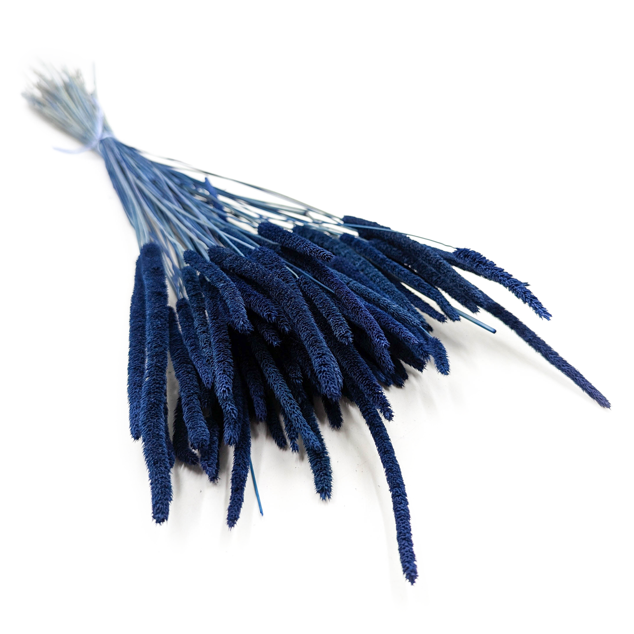Getrocknetes Gras – Wiesenlieschgras (phleum) – Blau