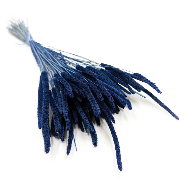 Getrocknetes Gras – Wiesenlieschgras (phleum) – Blau