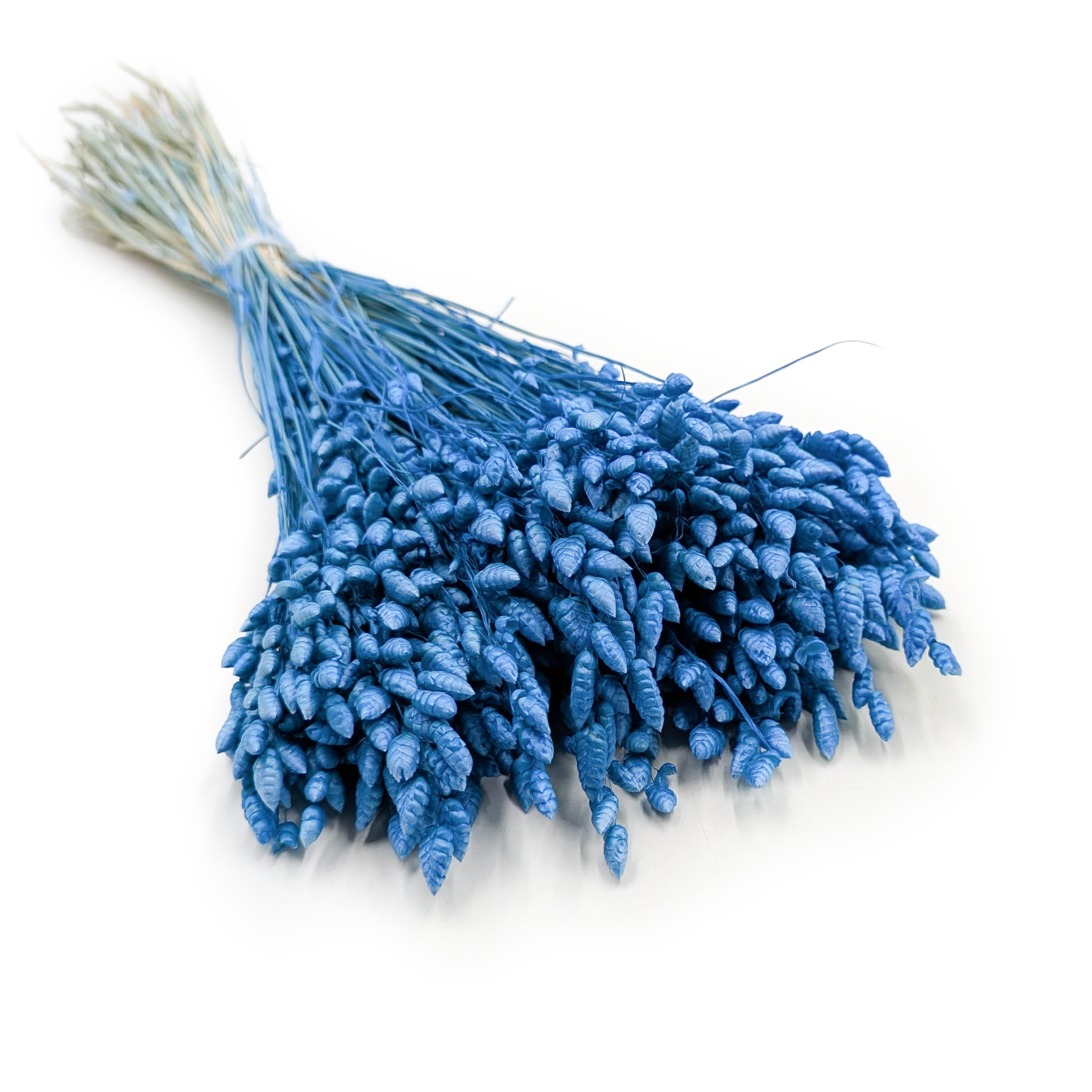 Getrocknete Zitterpflanze (briza Maxima) – Blau