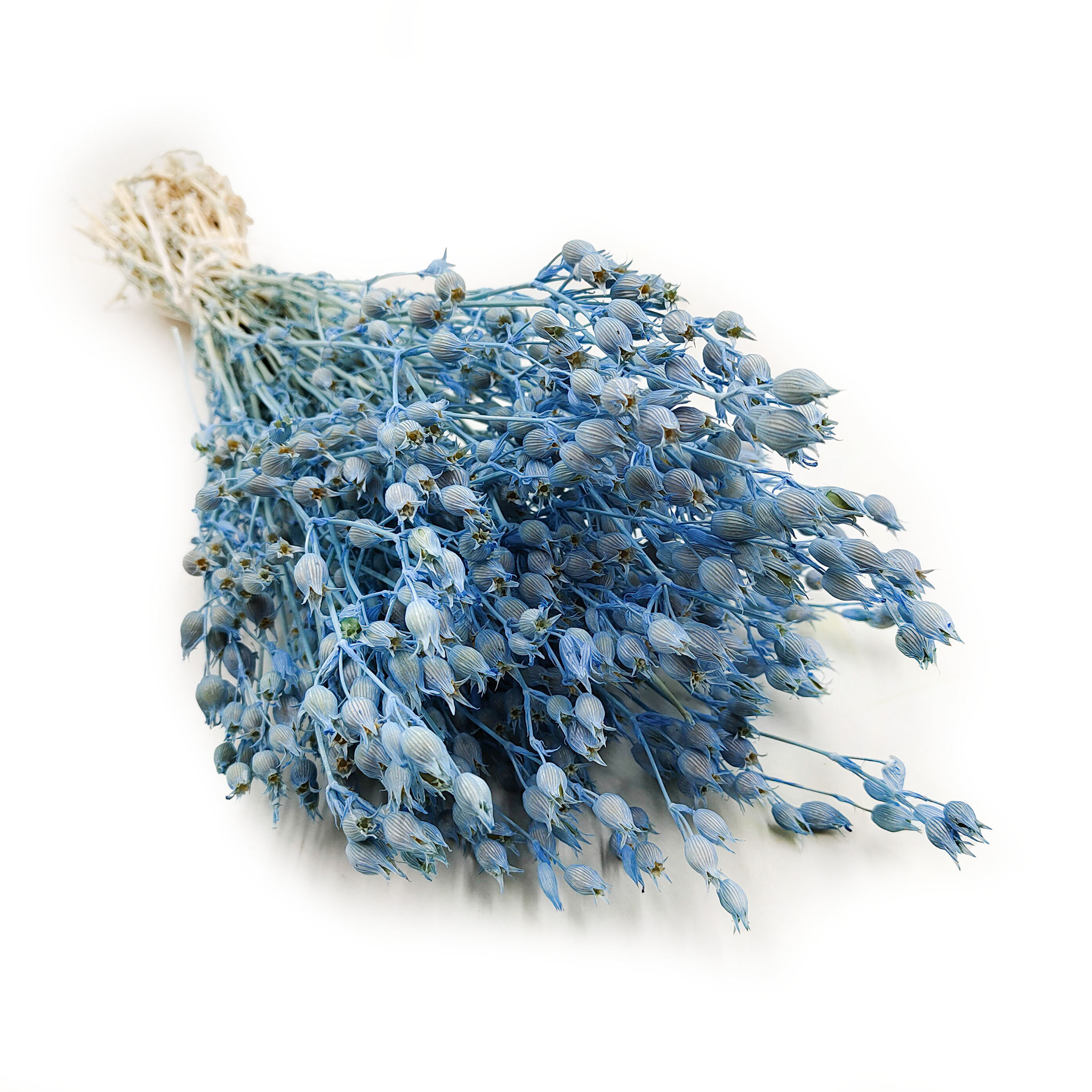 Silene - Blau Blau