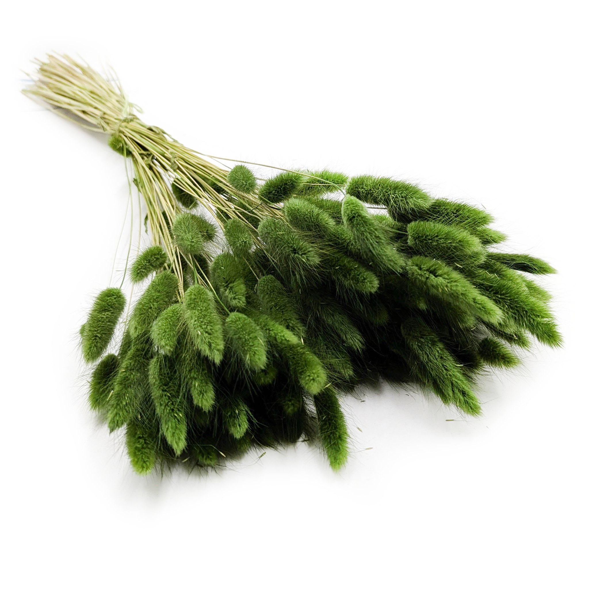 Getrockneter Lagurus - Lagurus Ovata - Dunkelgrün