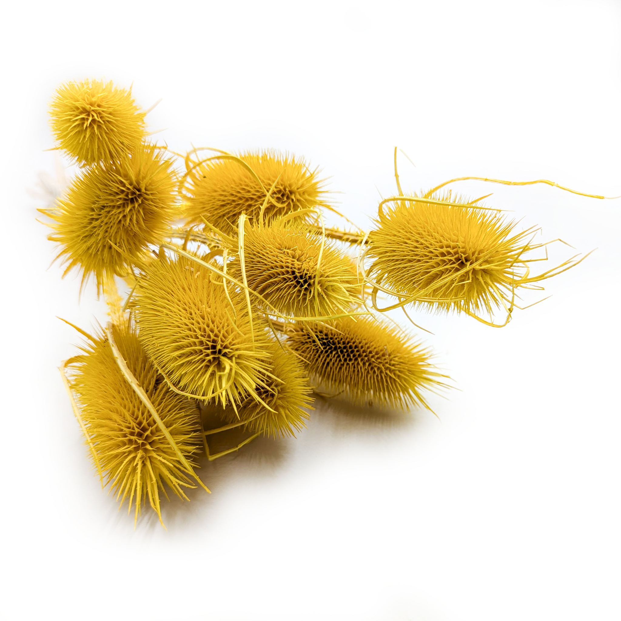 Getrocknete Distel (karde) – Gelb