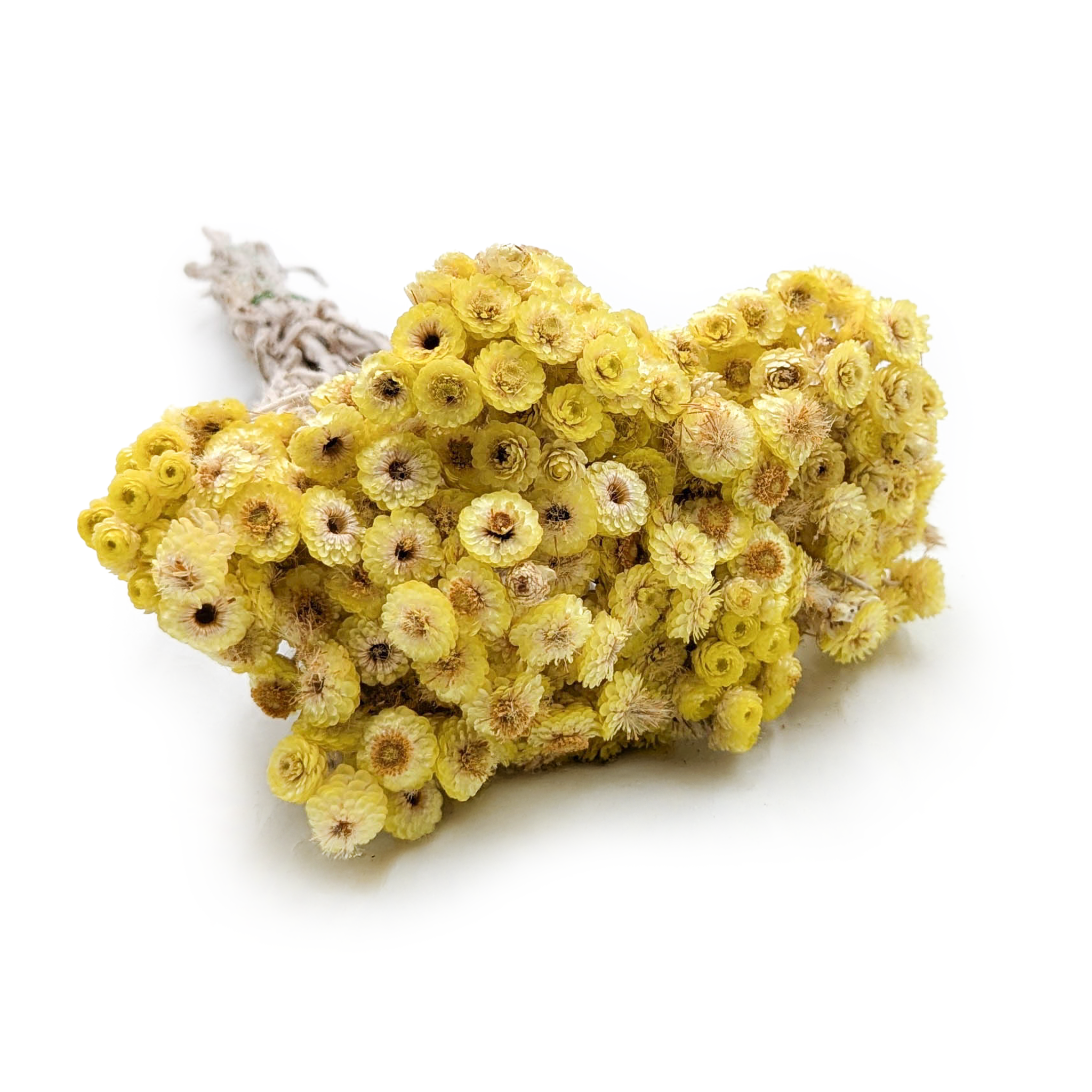 Getrockneter Italienischer Helichrysum – (helichrysum Italicum) – Gelb