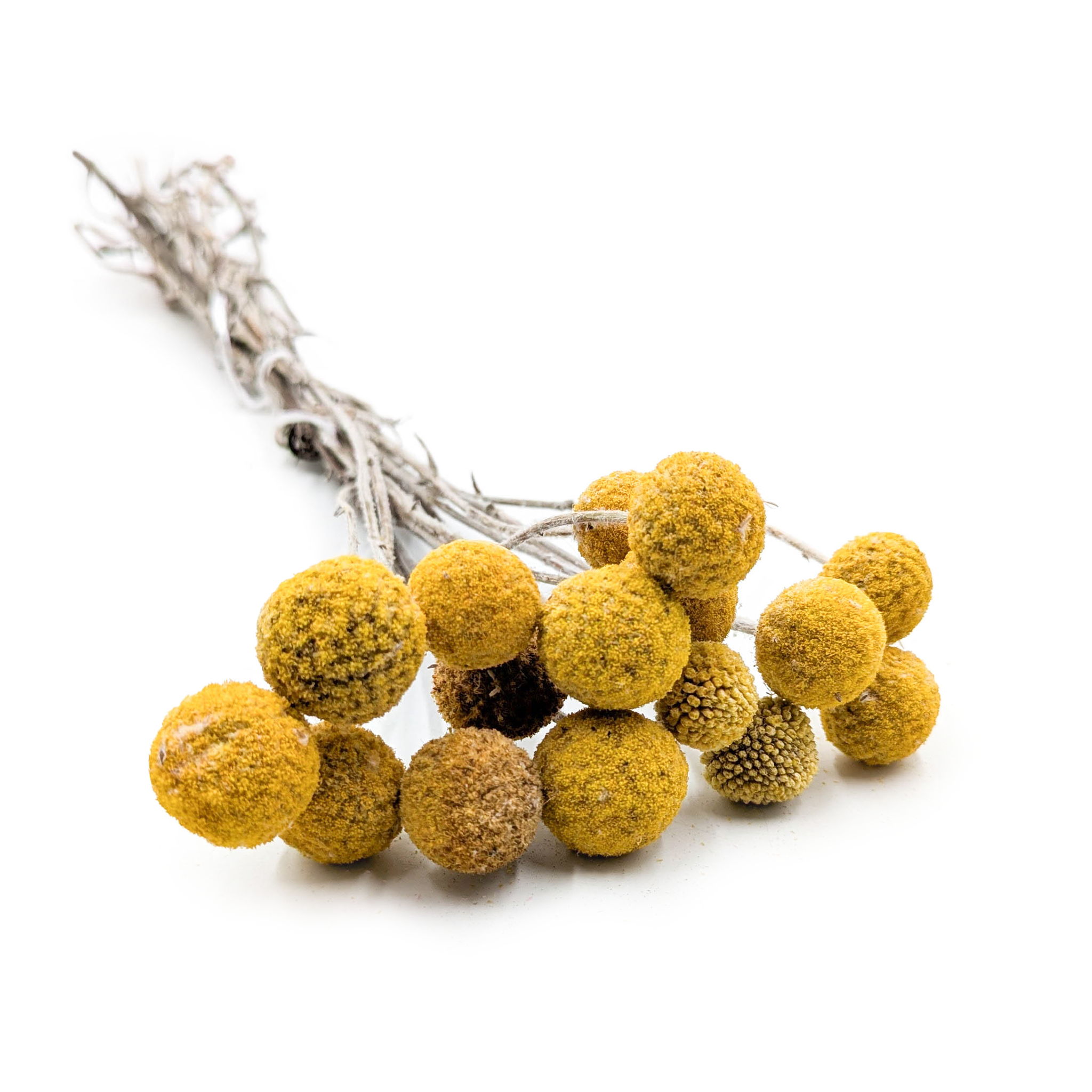 Getrocknete Craspedia (craspedia Natural Extra) – Gelb – Strauß Mit 15 Stück