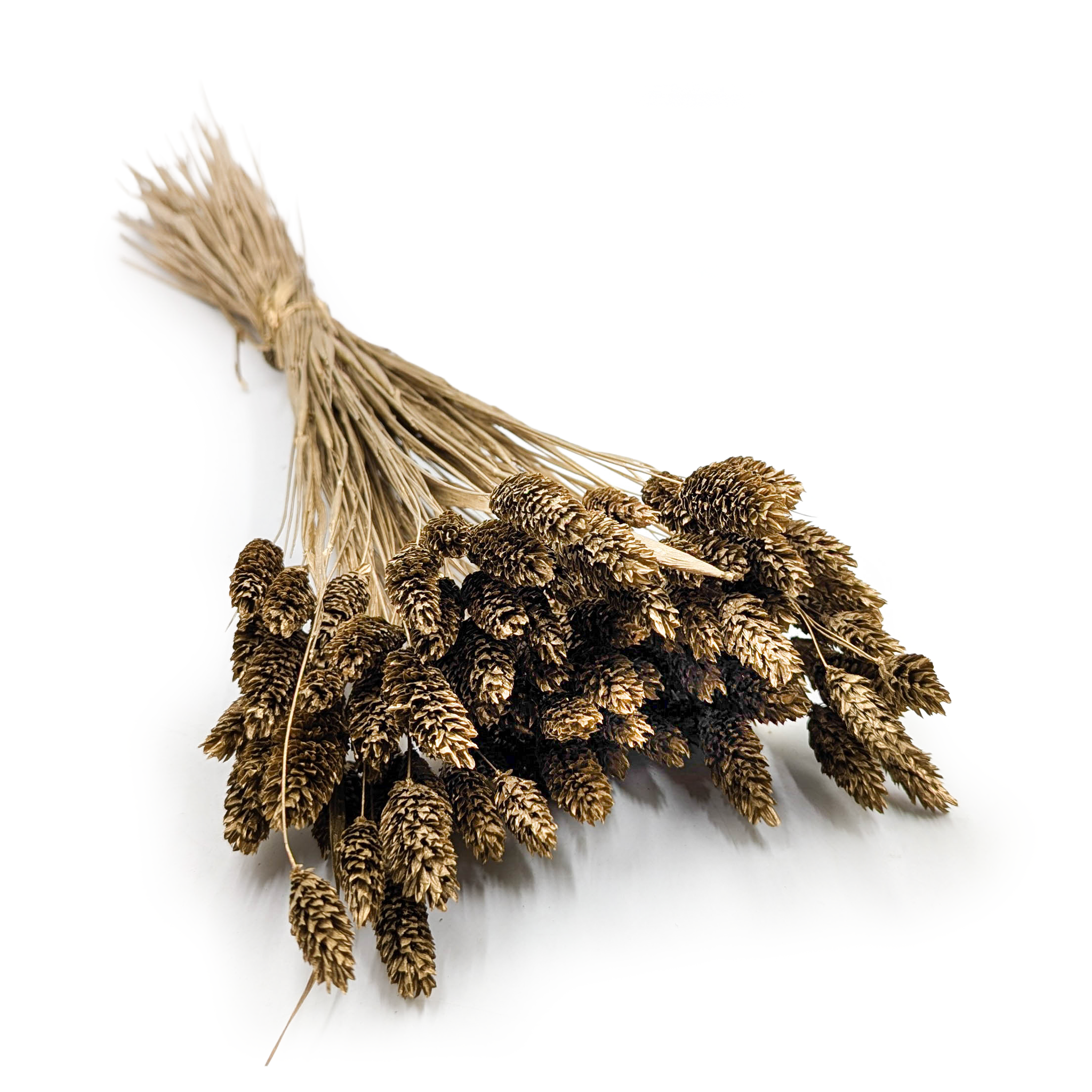 Getrockneter Phalaris - Kanarienvogel - (kanarienvogelhirn) - Golden