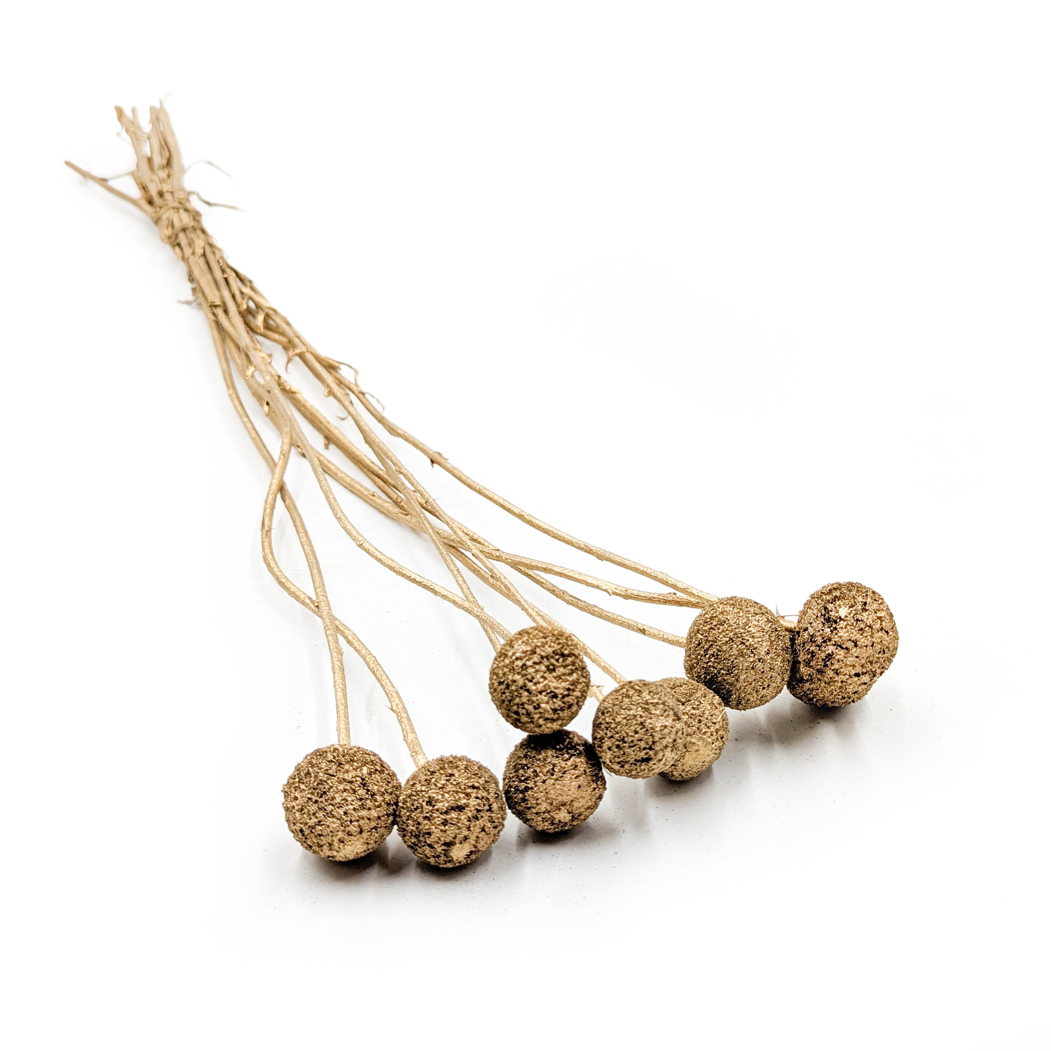 Getrocknete Craspedia - (craspedia) - Gold - 10 Stück.