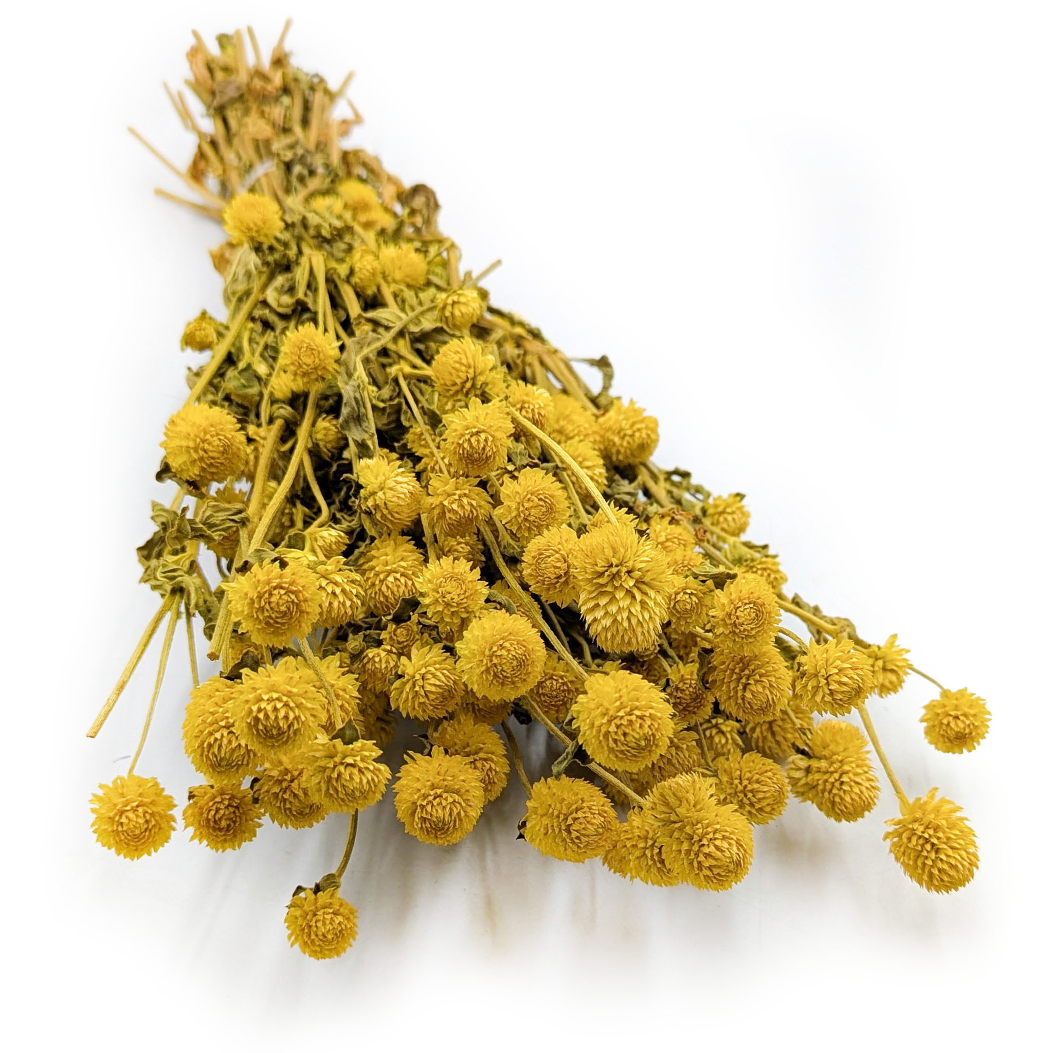 Getrocknete Gomphrena Globulus (kugelförmige Strohblume) – Gelb