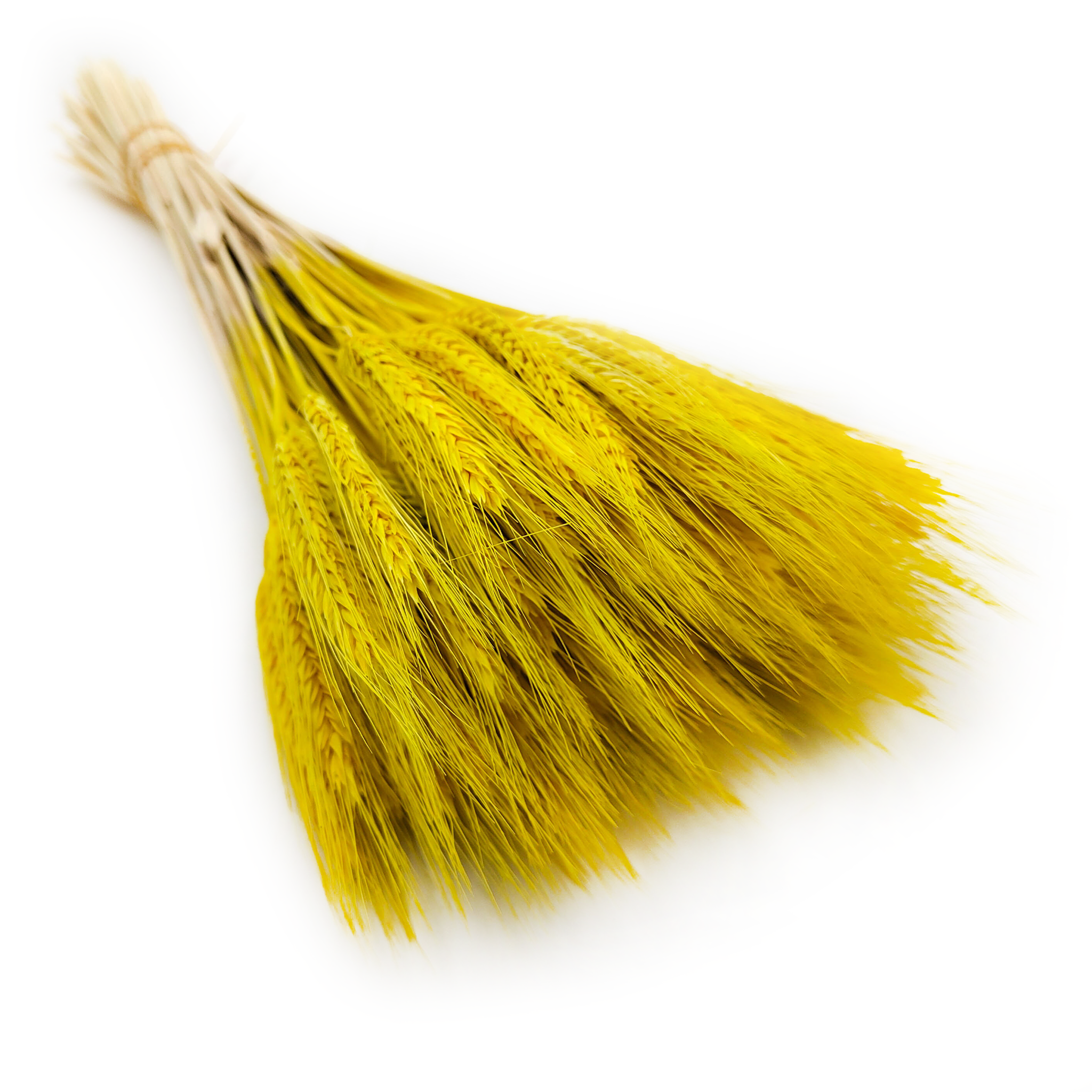 Getrockneter Triticale - Gelb