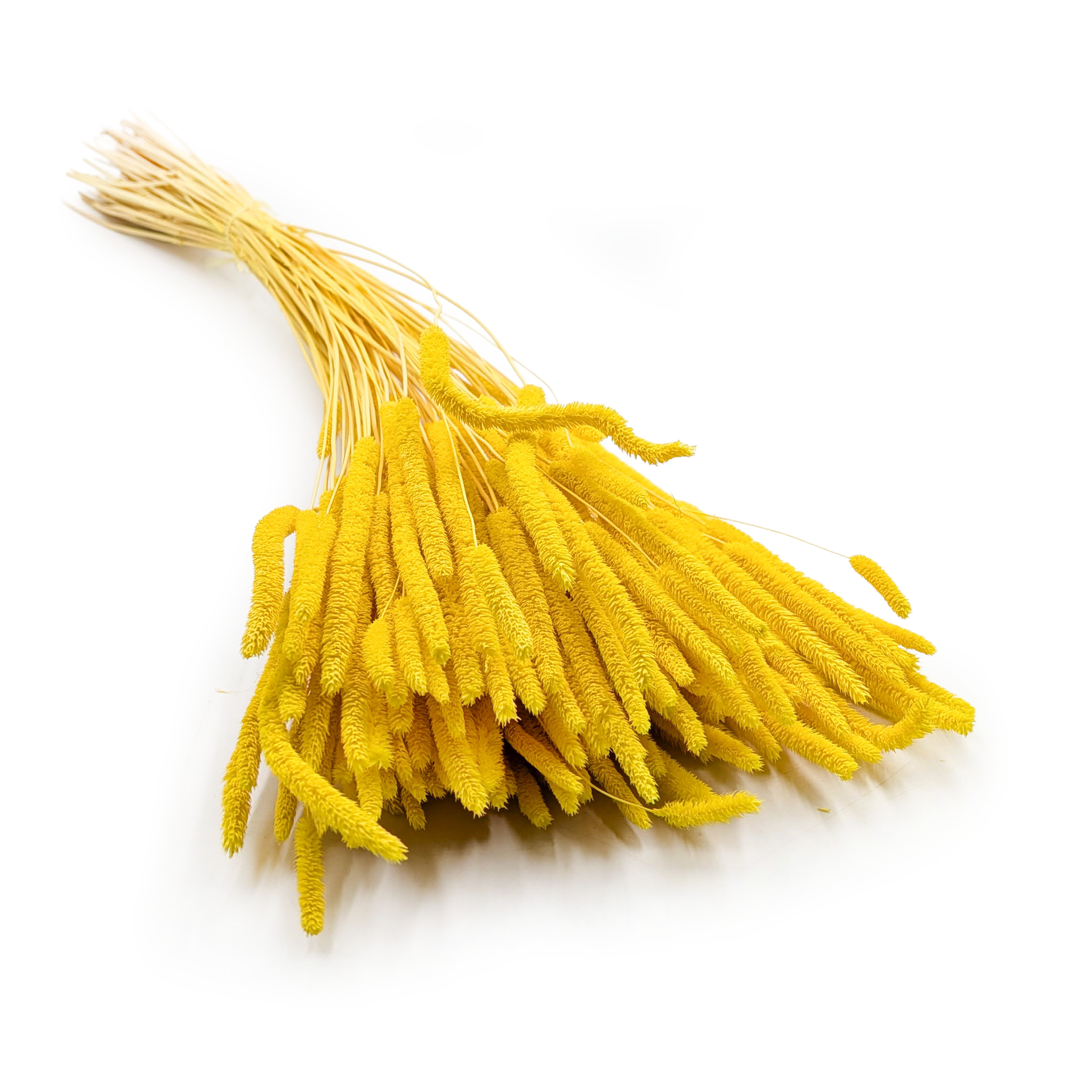 Getrocknetes Gras – Wiesenlieschgras (phleum) – Gelb
