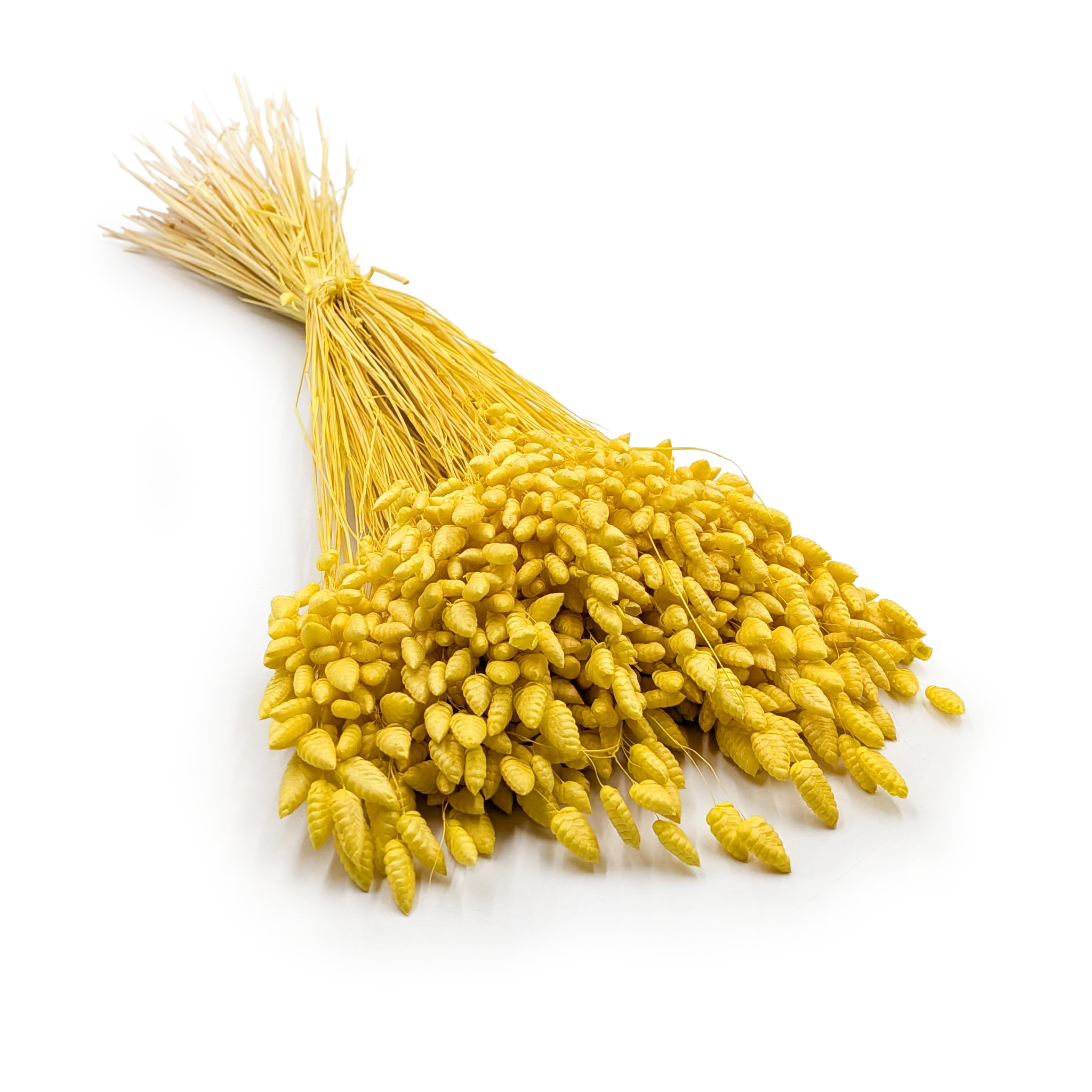 Getrocknete Zitterpflanze (briza Maxima) – Gelb