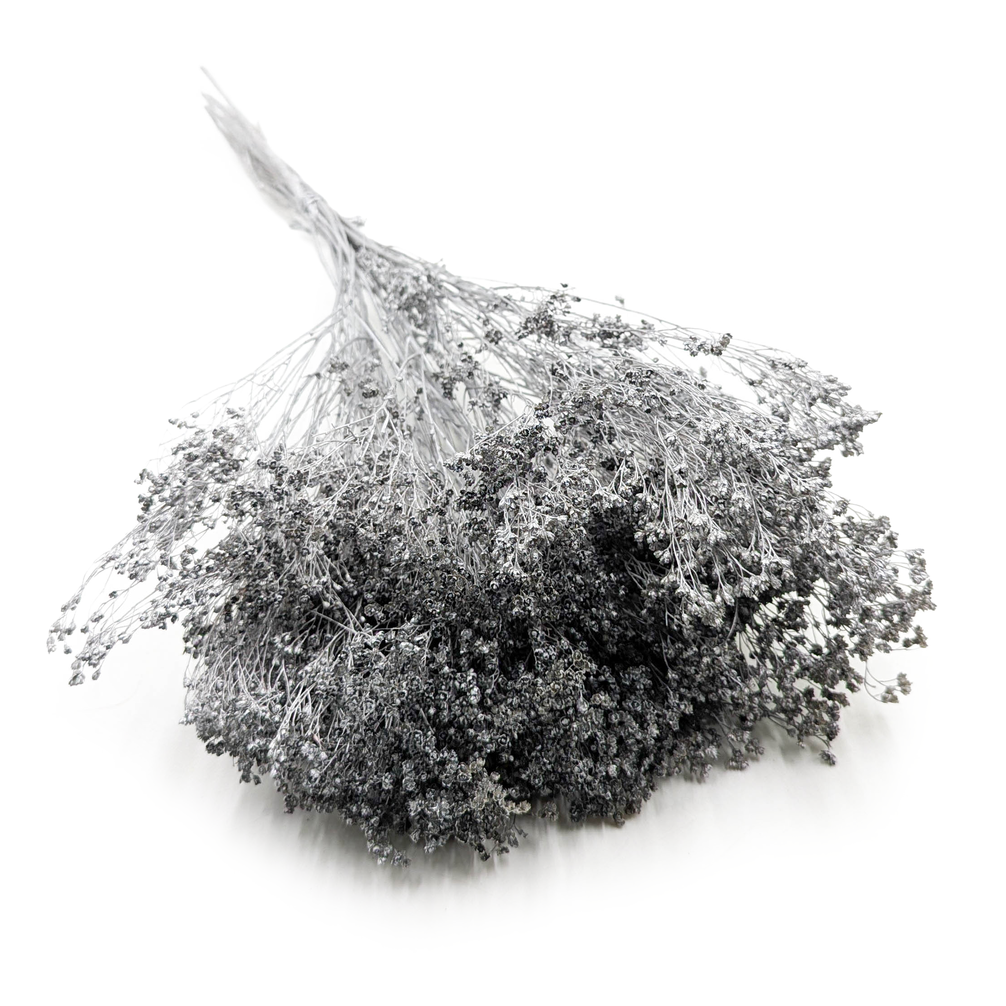 Getrocknete Ginsterblüte - Ginster - Silber