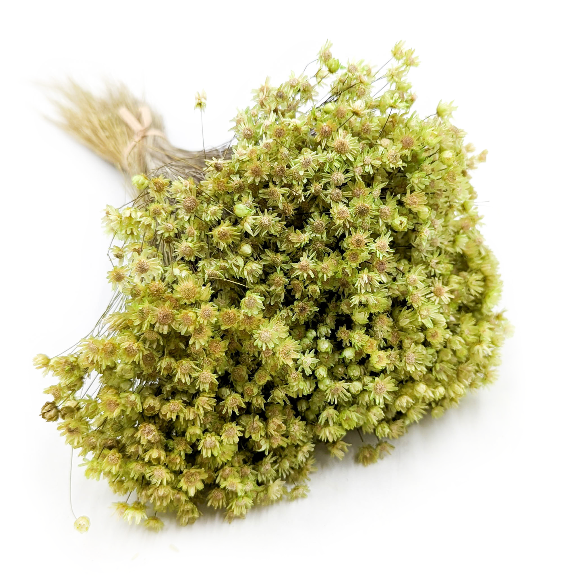 Getrocknete Glixia (glycine Marcela) – Grün