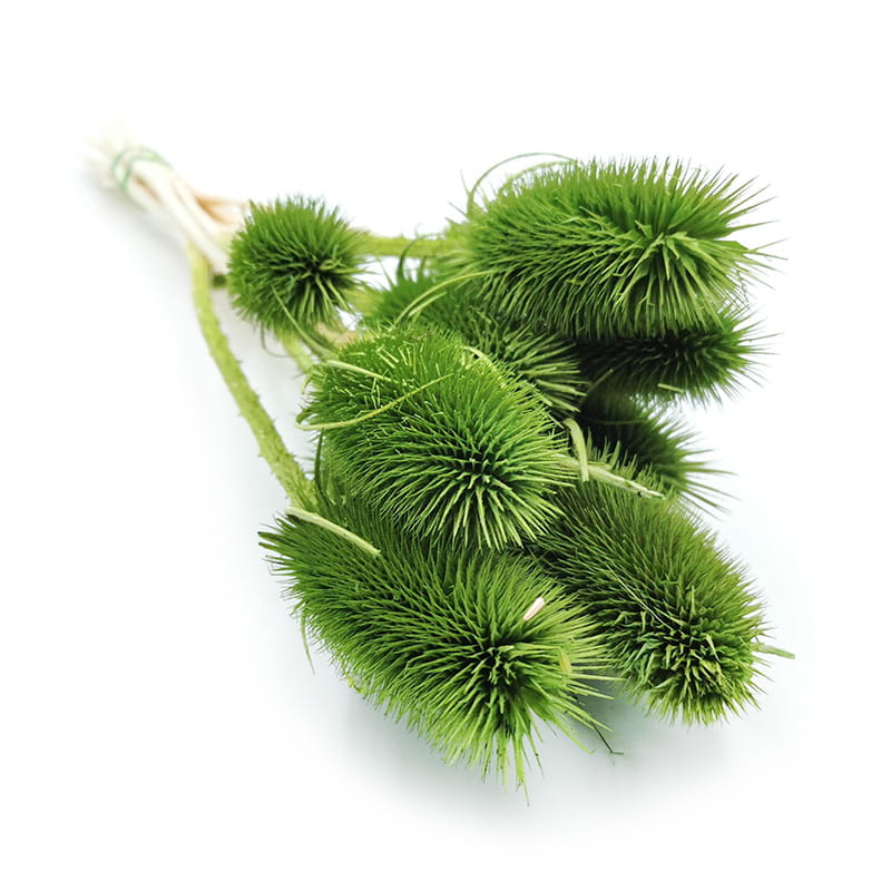 Getrocknete Distel (karde) – Grün