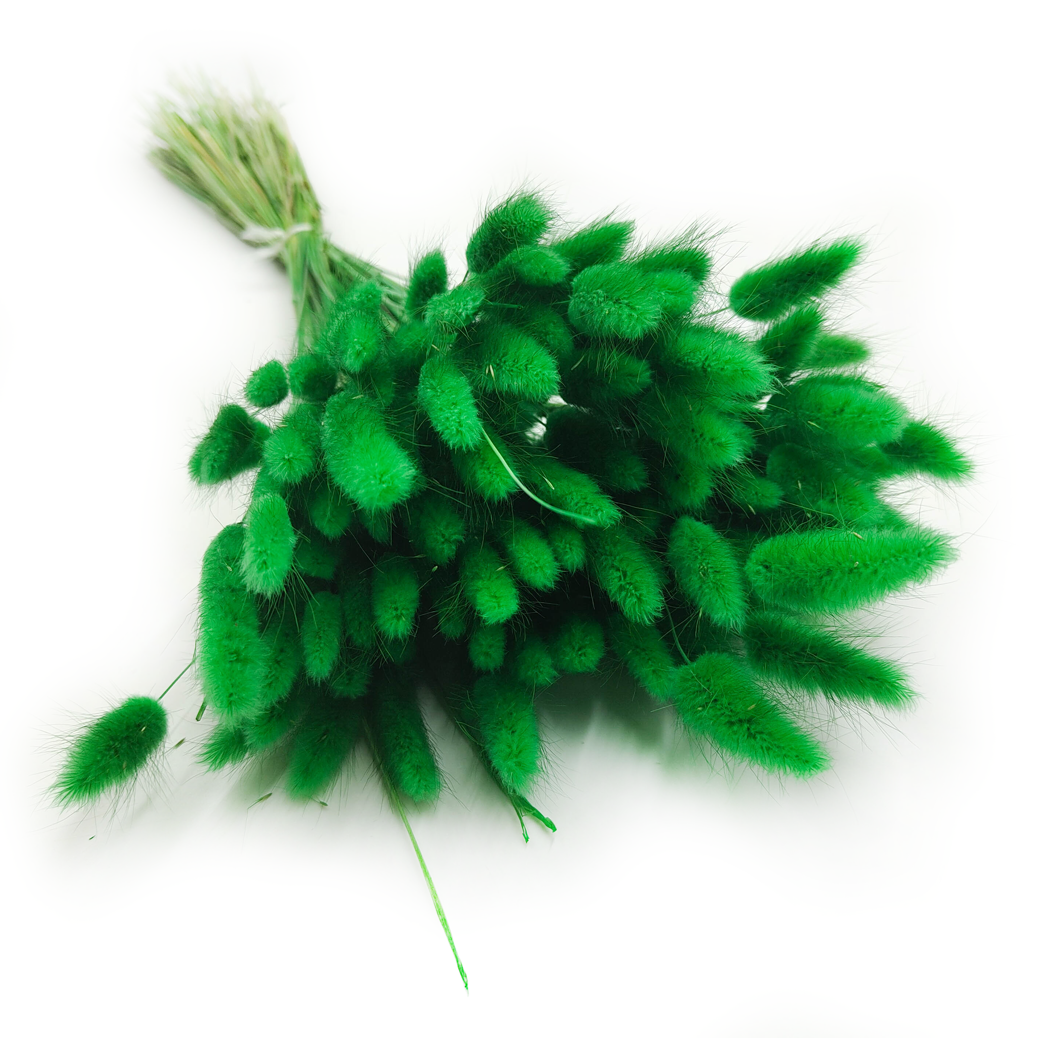 Getrockneter Lagurus - Lagurus Ovata - Grün