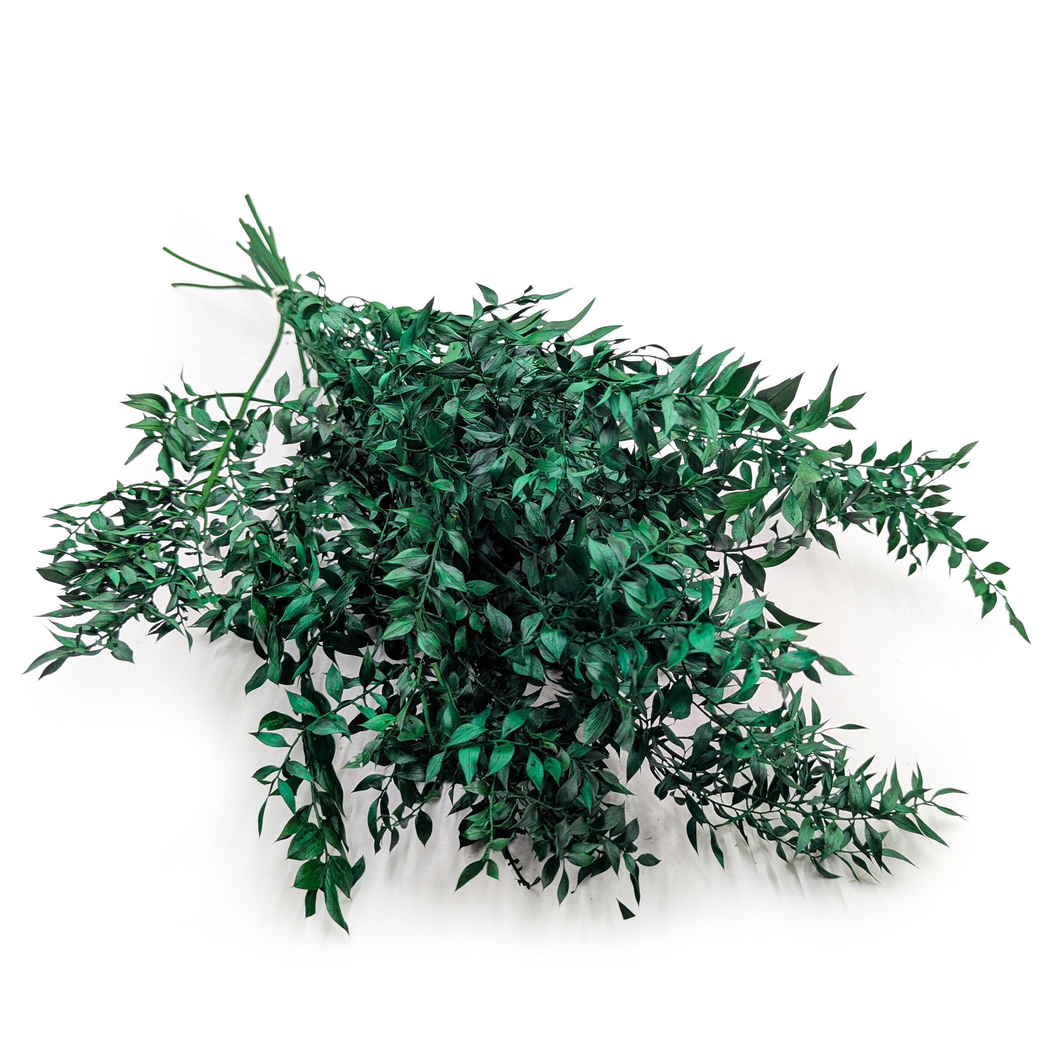 Getrockneter Ruscus (ruscus) – Grün