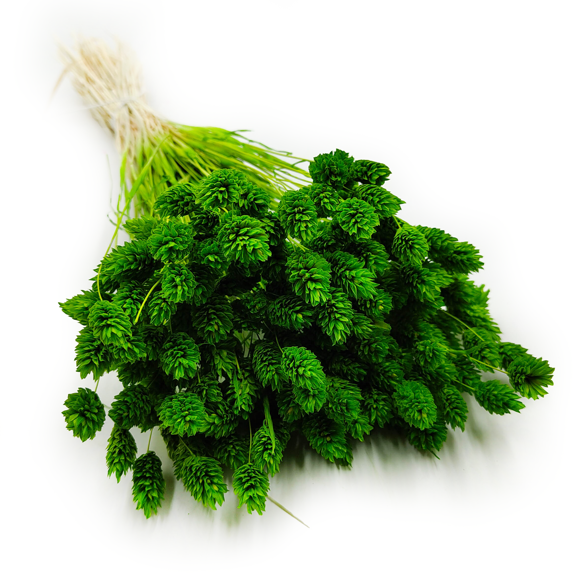 Getrocknetes Glanzgras (phalaris Canarius) - Grün