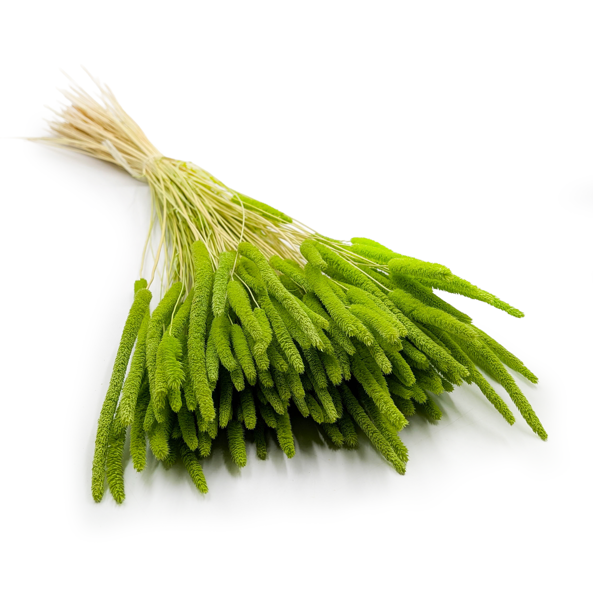 Getrocknetes Gras – Wiesenlieschgras (phleum) – Hellgrün