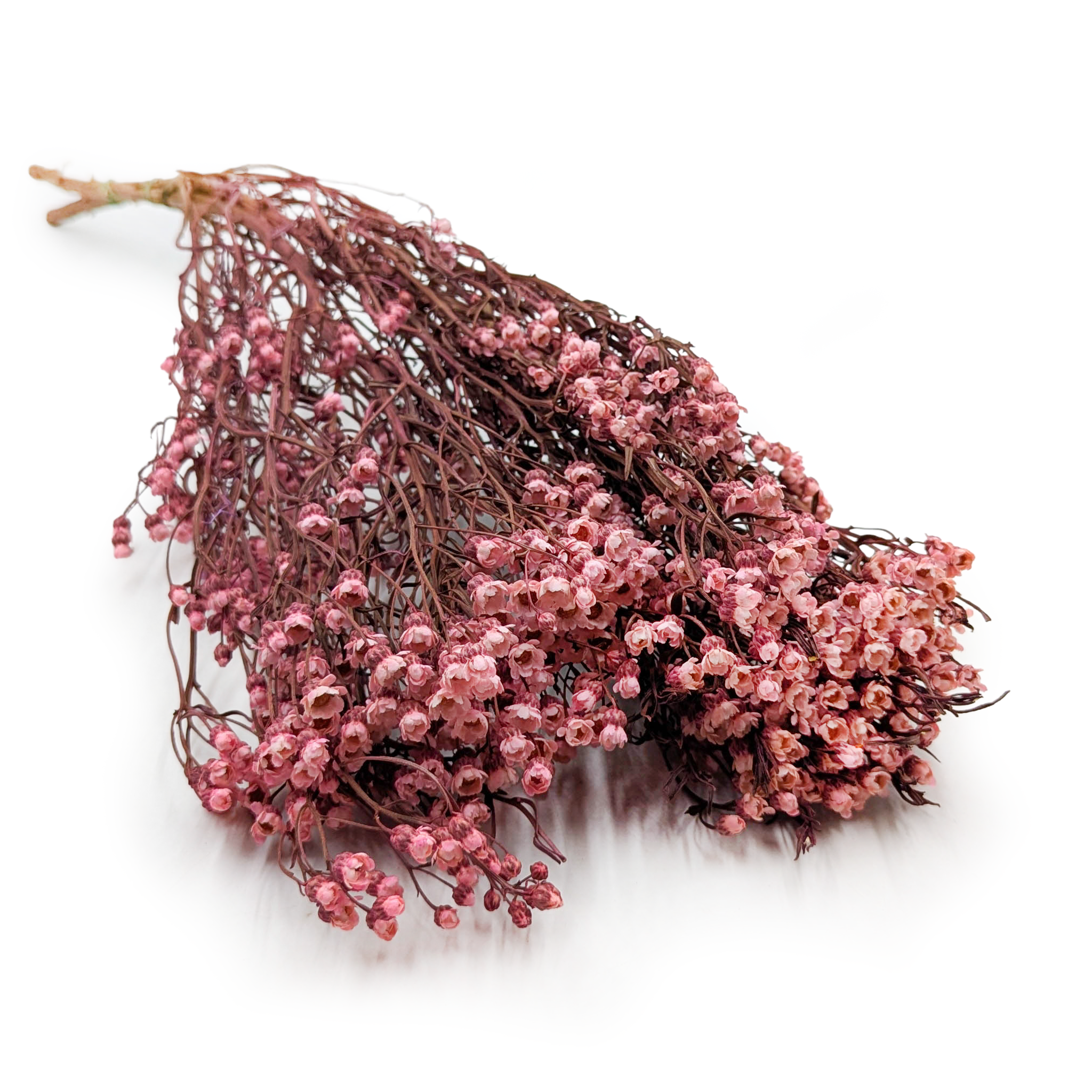Oxodia Getrocknet – Hellrosa