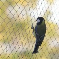 Vogelschutznetz, 10 M X 5 M Maschenweite 1,5 X 1,5 Cm, Robustes Schutznetz Für Gartenteiche, Obst- Und Gemüsebeete