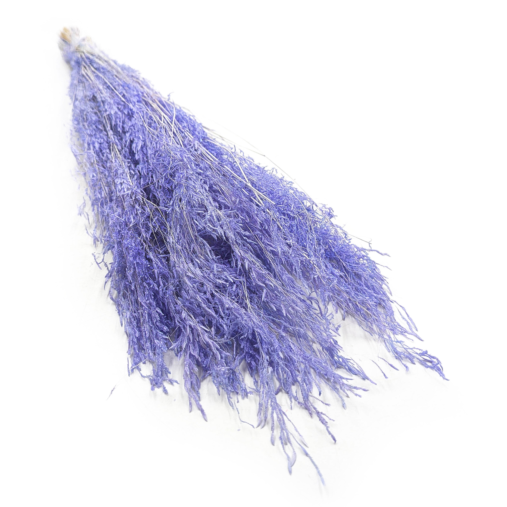 Getrocknete Zitterpflanze (briza Segromigno) – Lavendel