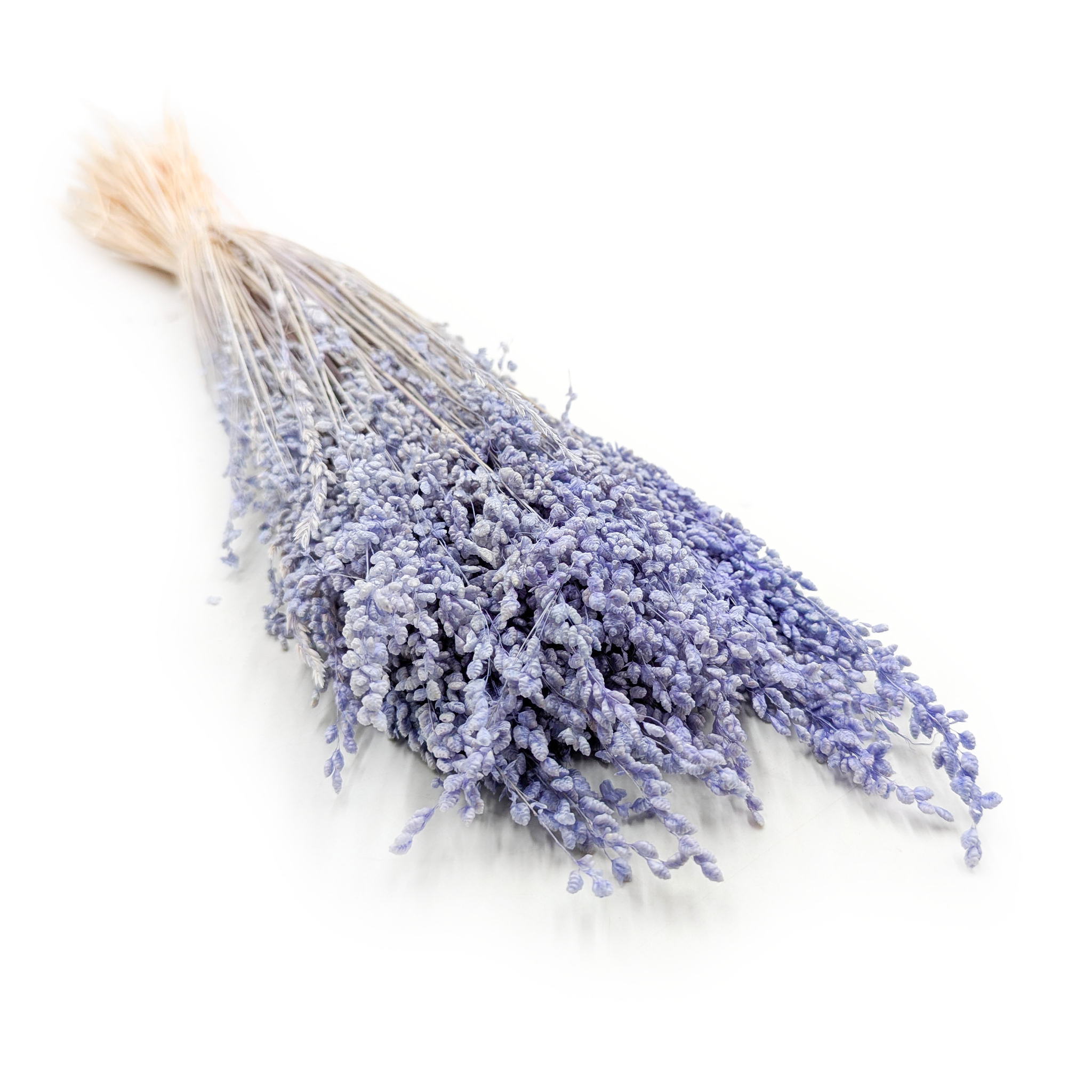Briza Minima – Getrockneter Mini – Lavendel