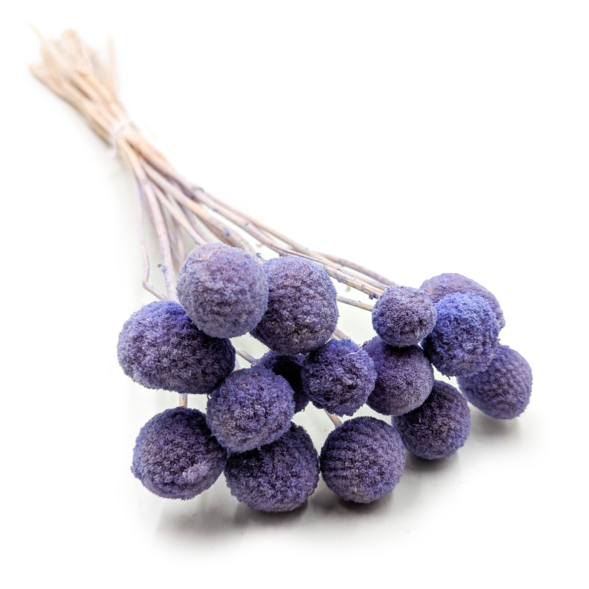 Getrocknete Craspedia (craspedia Extra) – Lavendel – Strauß Aus 15 Stück
