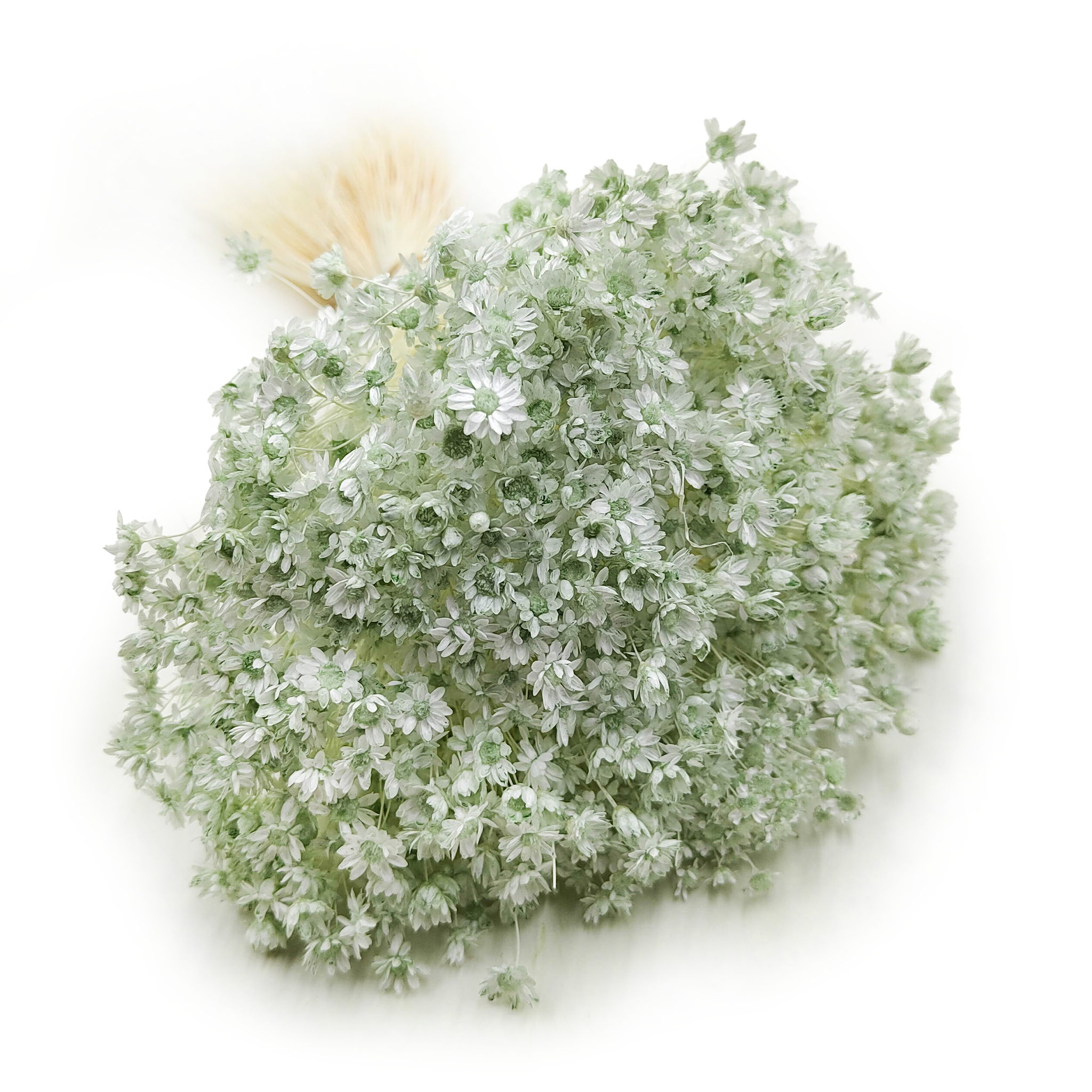 Getrocknete Glixia (glycine Comanthera) – Minze