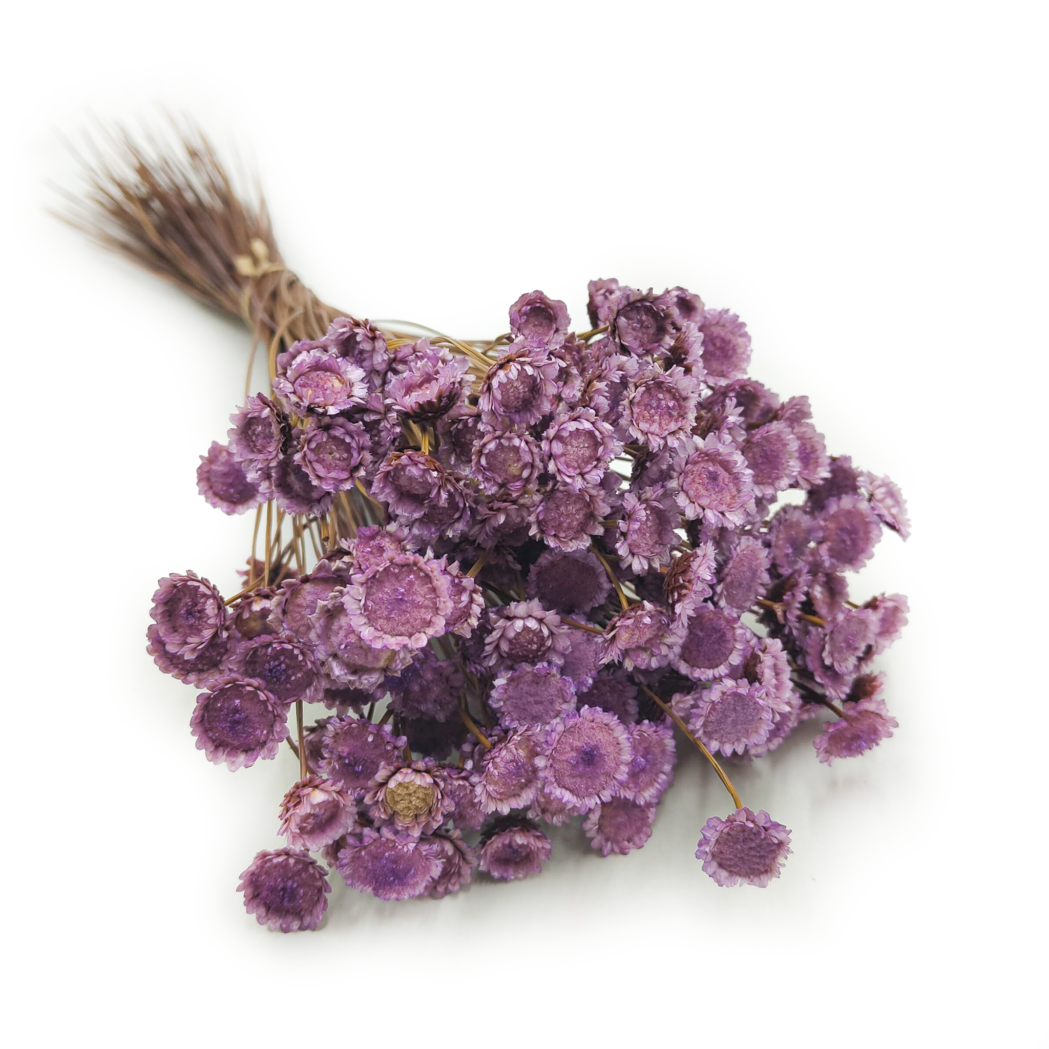Glixia Getrocknet, Groß - (comanthera, Glyxia) - Lavendel