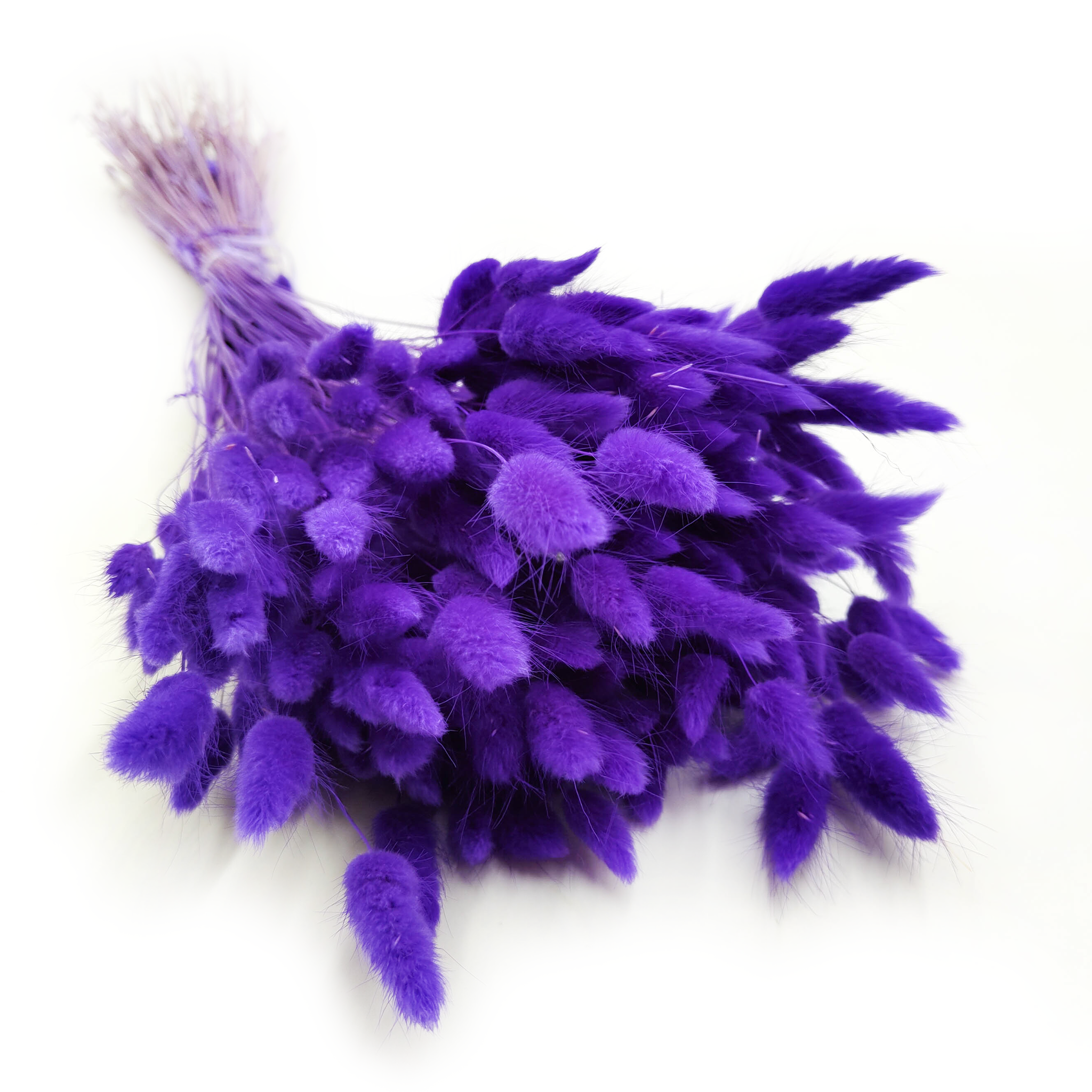 Getrockneter Lagurus - Lagurus Ovata - Ultraviolett