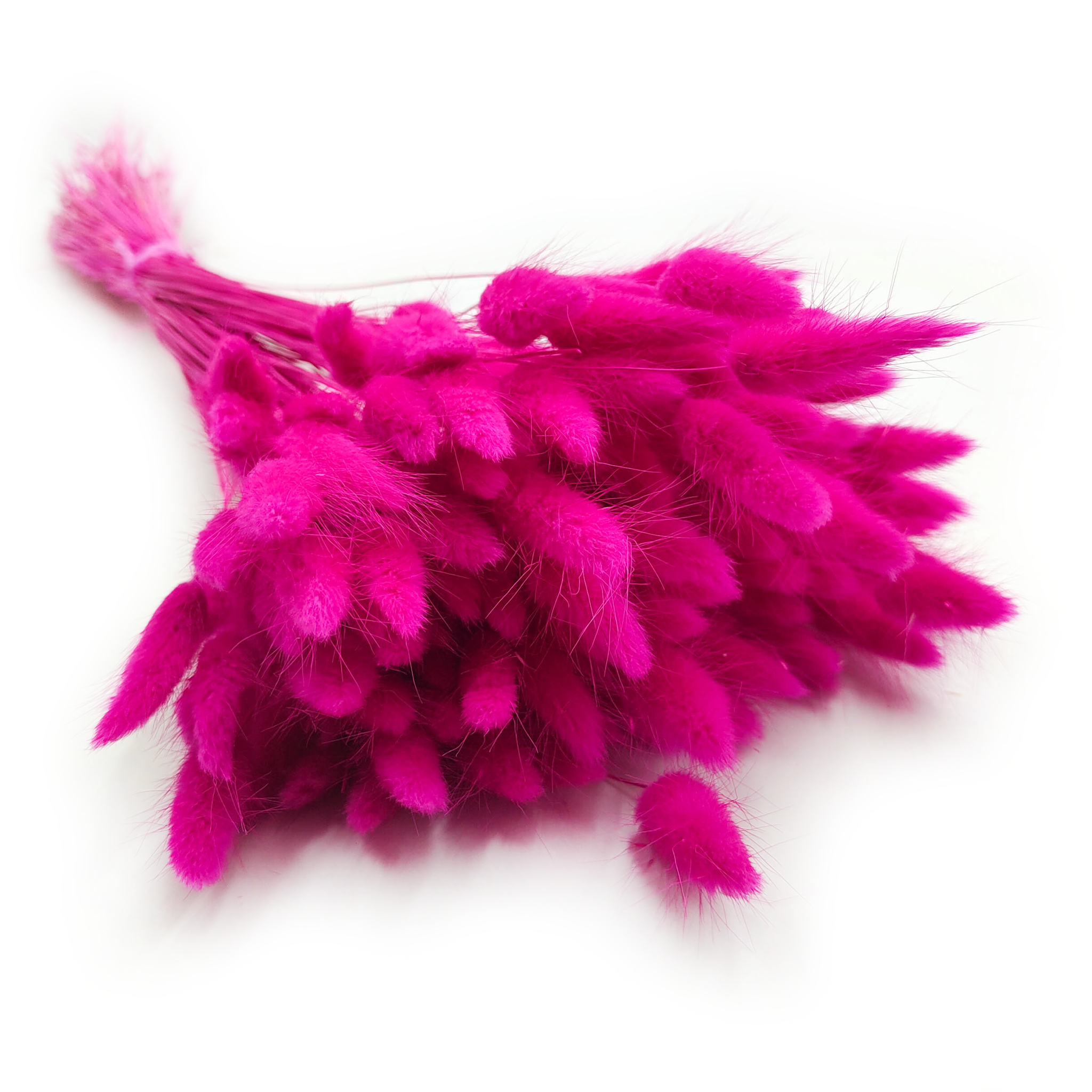 Getrockneter Lagurus - Lagurus Ovata - Fuchsia