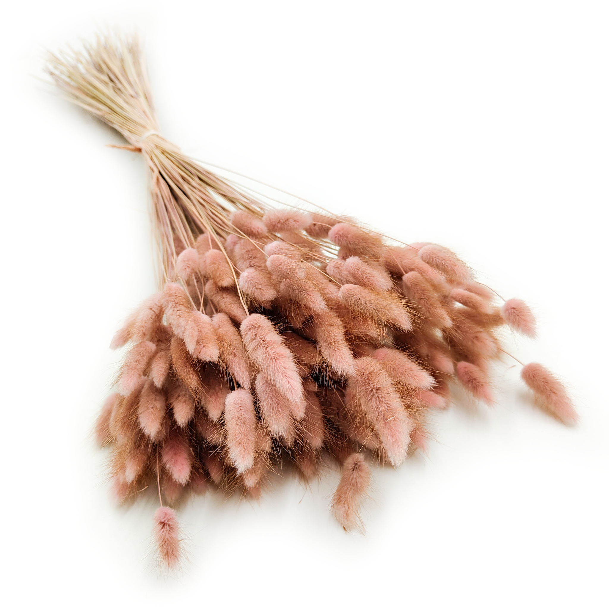 Getrockneter Lagurus - Lagurus Ovata - Altrosa