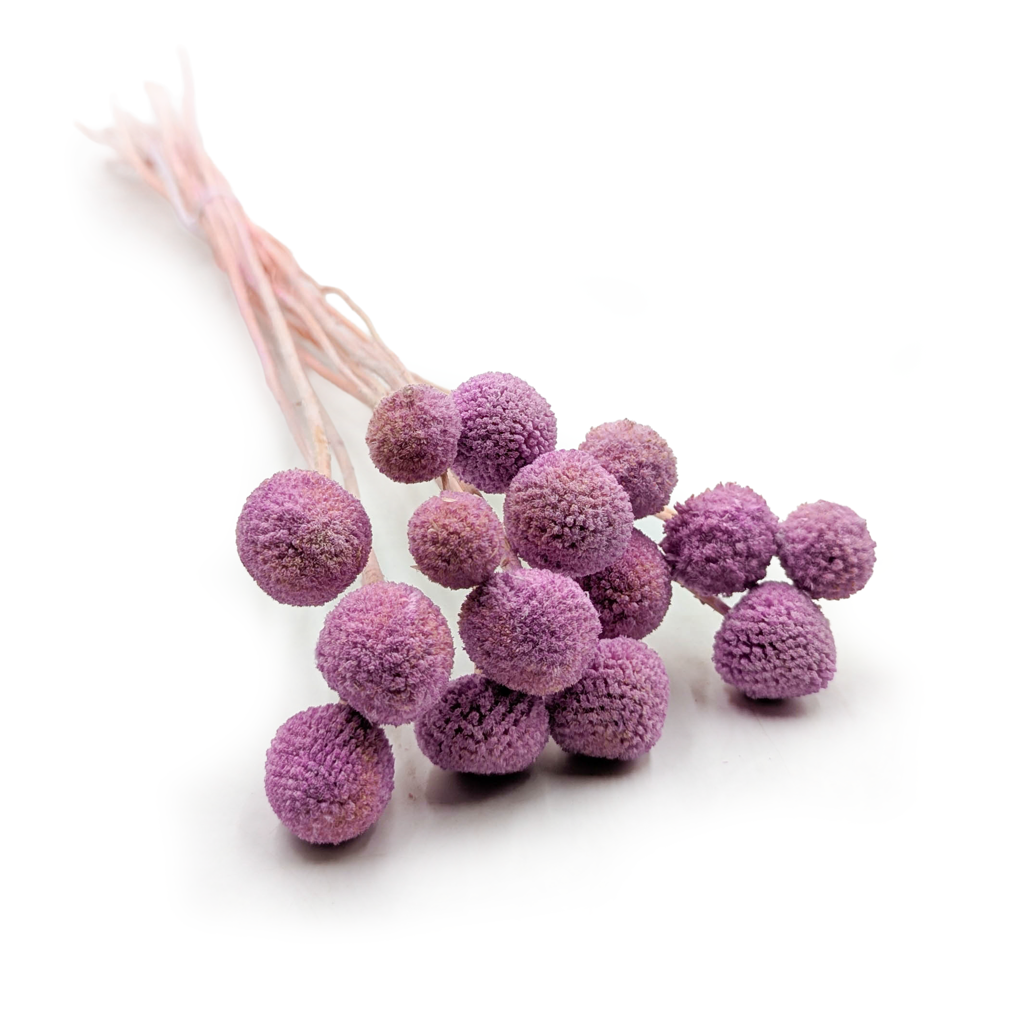 Getrocknete Craspedia (craspedia Extra) – Lila – Strauß Mit 15 Stück