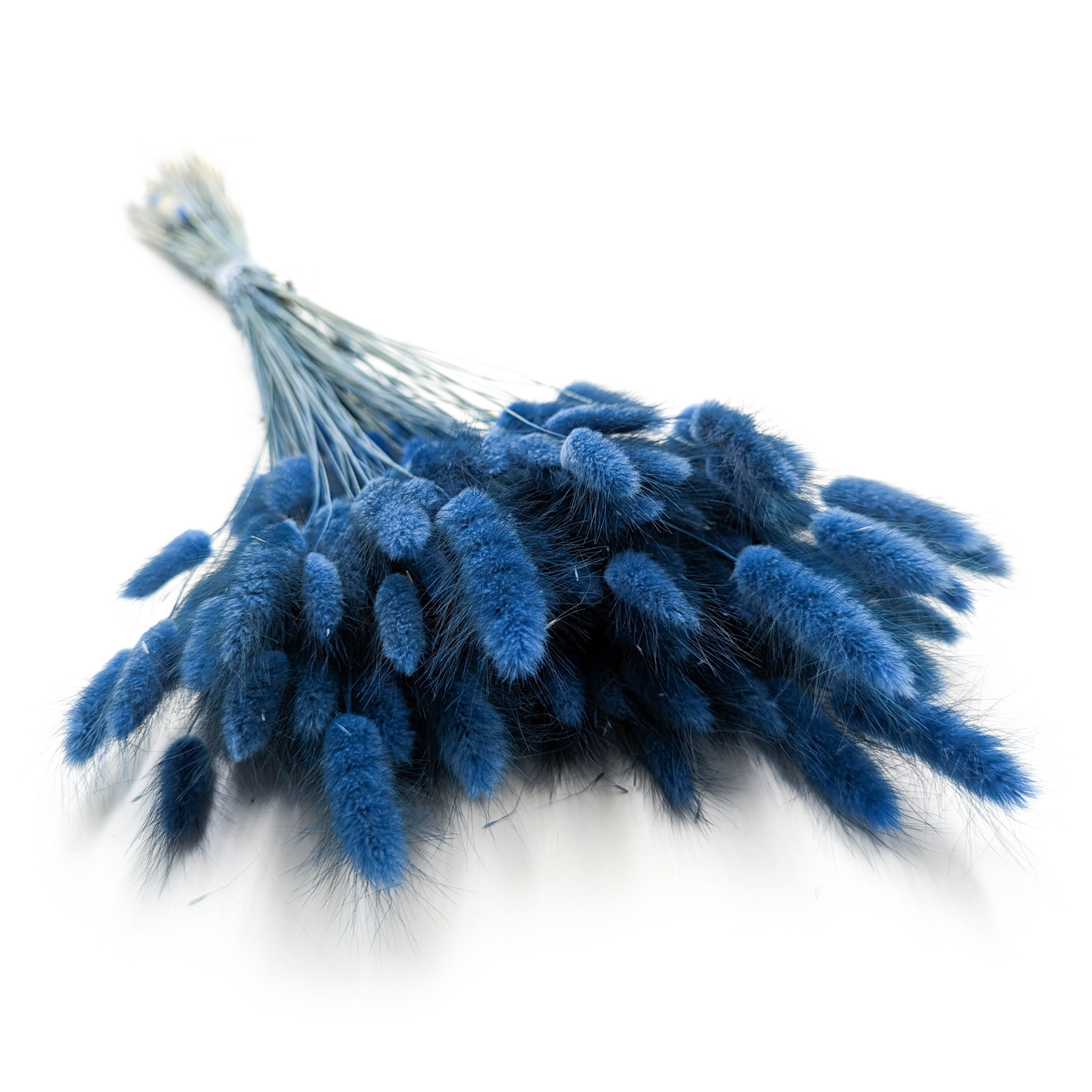 Getrocknete Lagurus - Blaue Lagurus