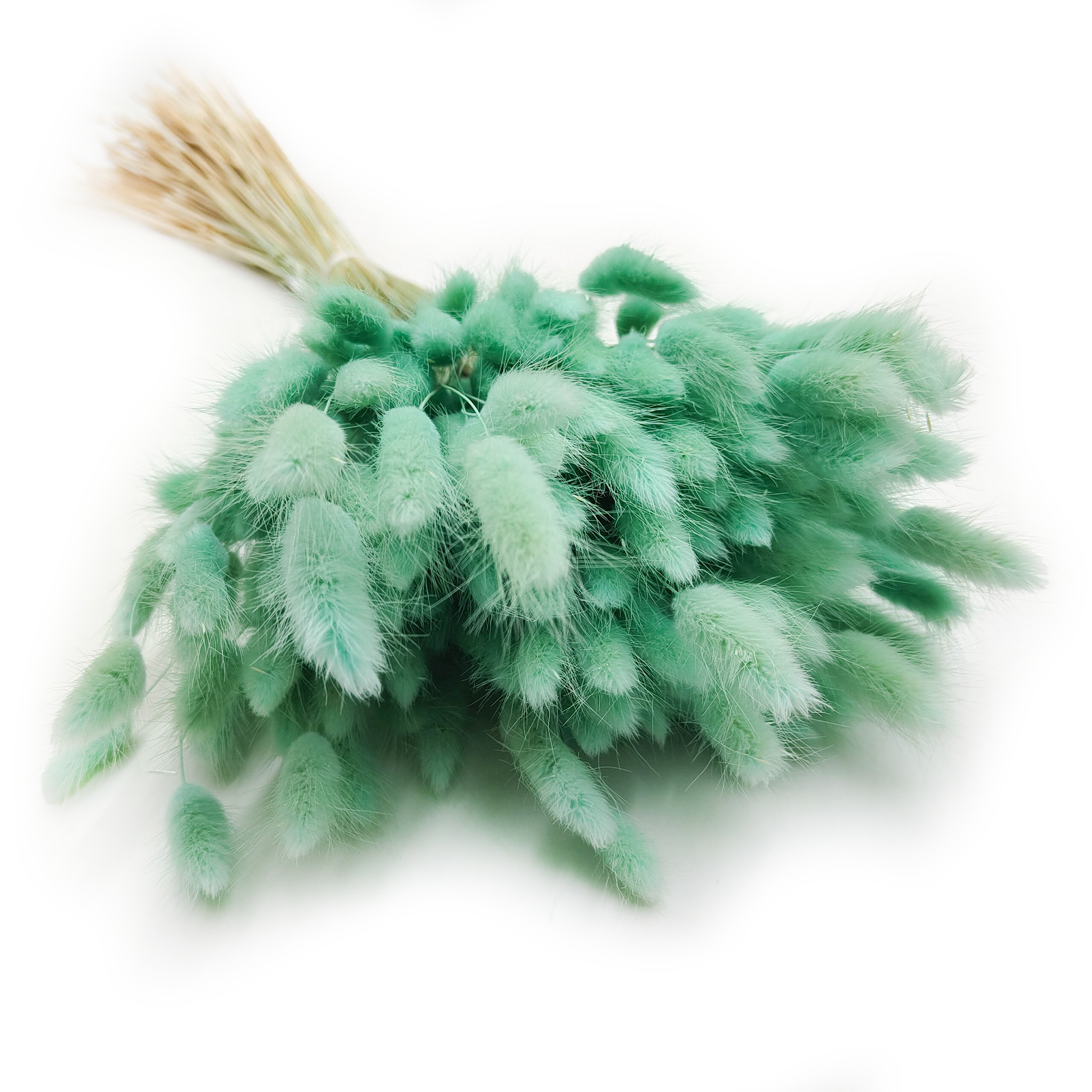 Getrockneter Lagurus - Lagurus Ovata - Minze